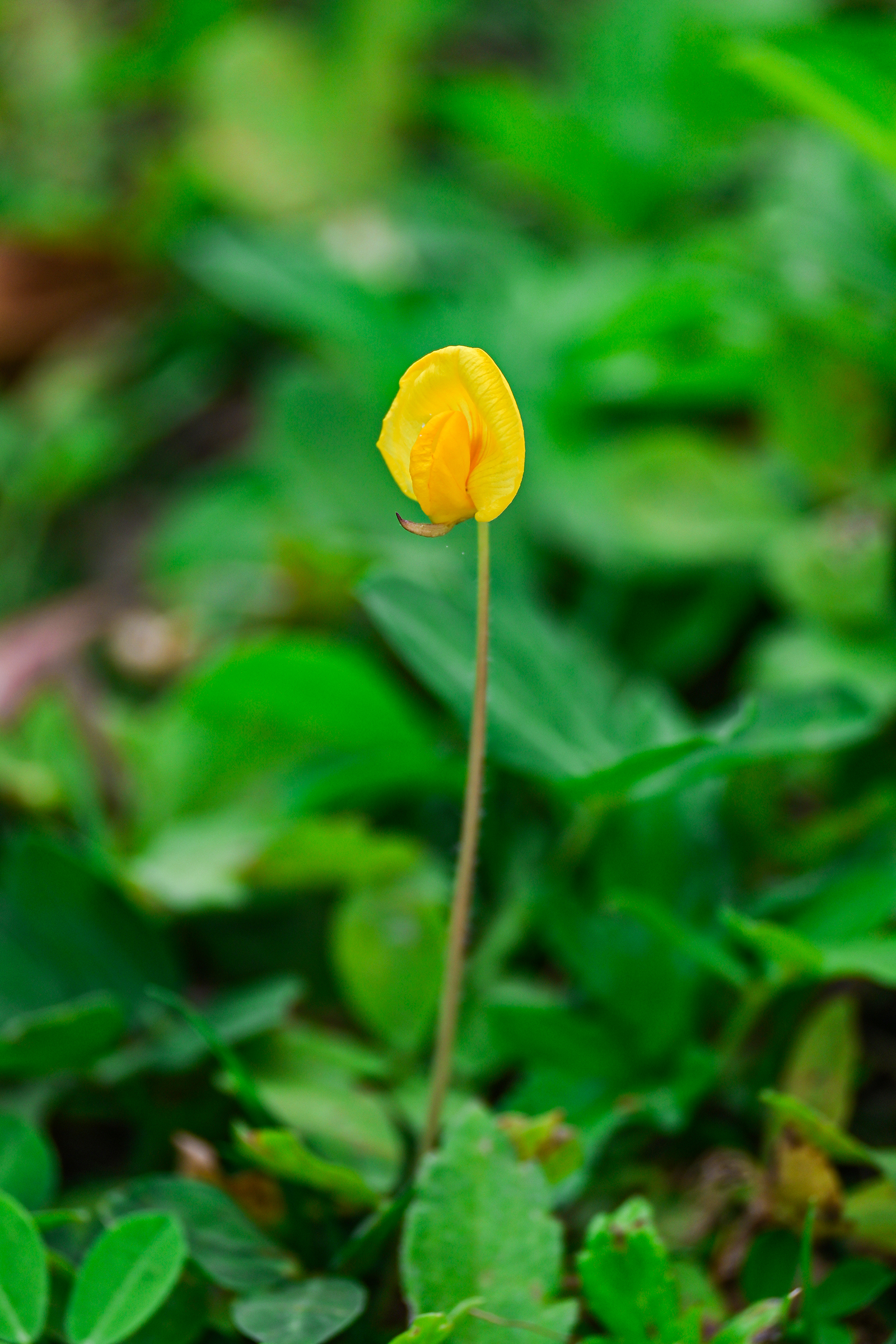 野花影视大全在线观看免费高清视频野花影视大全，在线观看免费高清的精彩世界-第2张图片