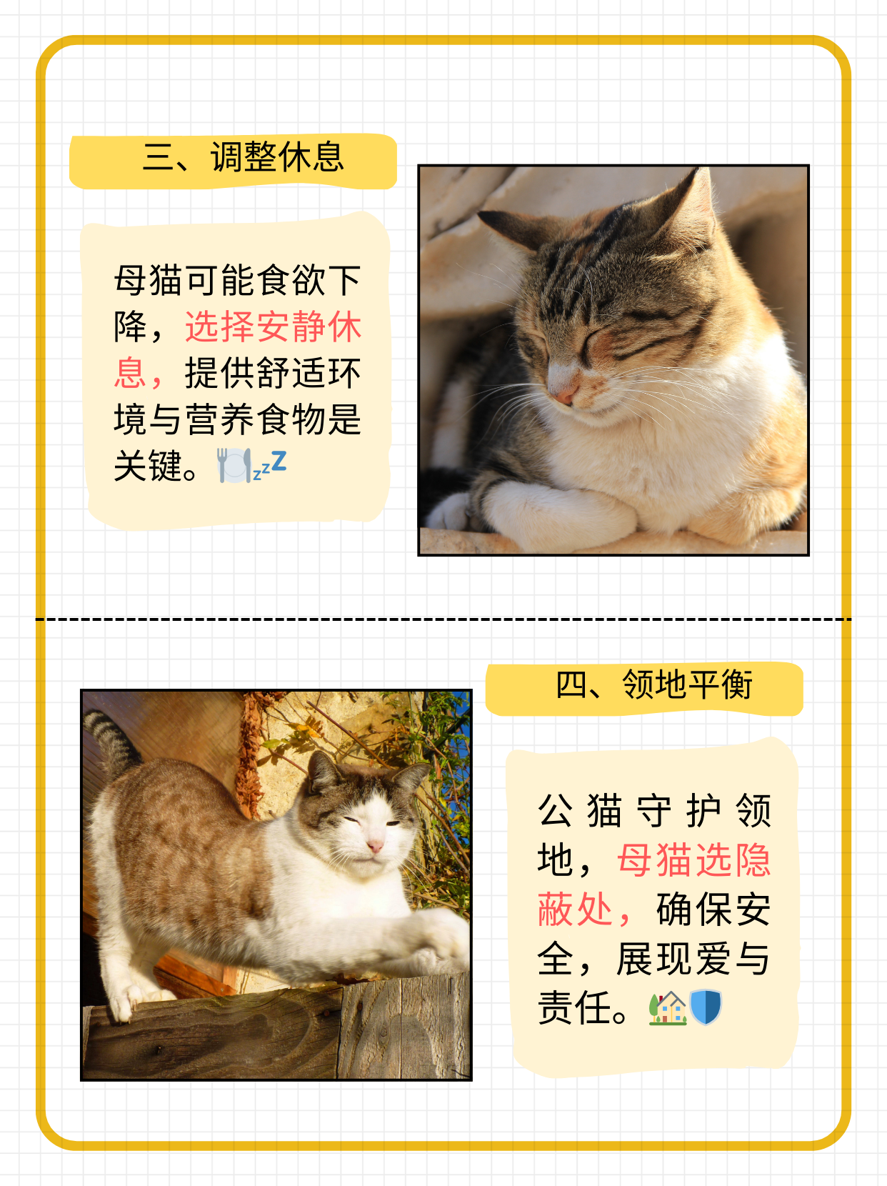 猫网探索猫的奇妙世界——猫网-第3张图片