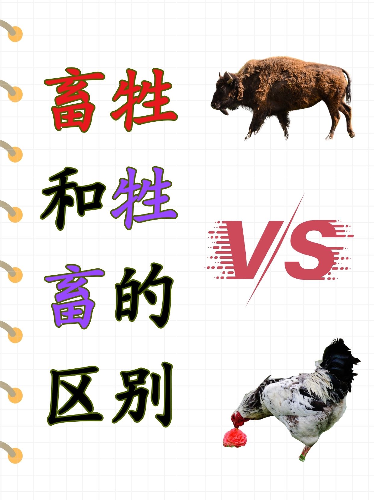 人与畜禽的交佩的APP，创新科技与农业的融合