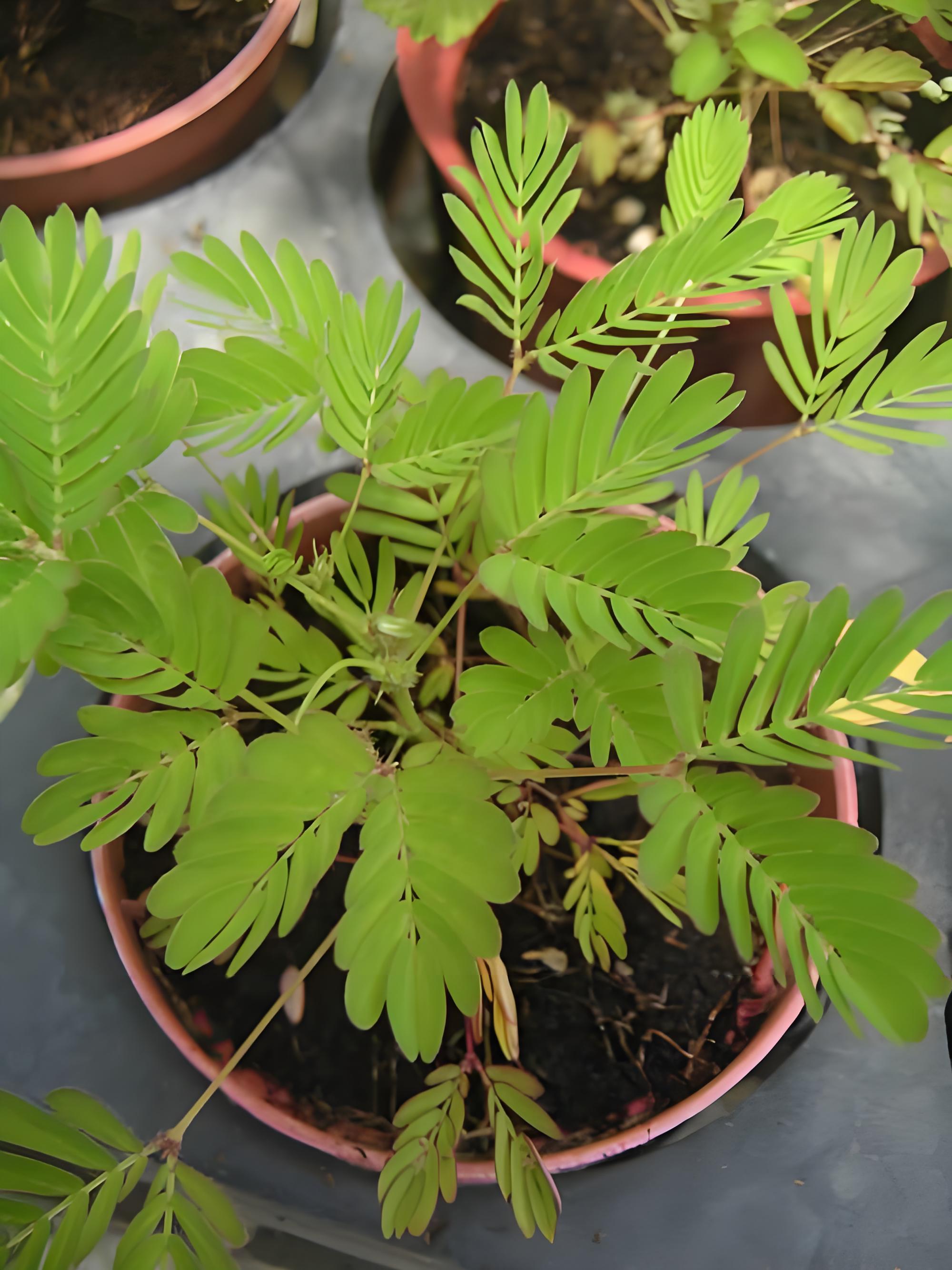 含羞草传媒，成人应用含羞草APP的下载与使用指南