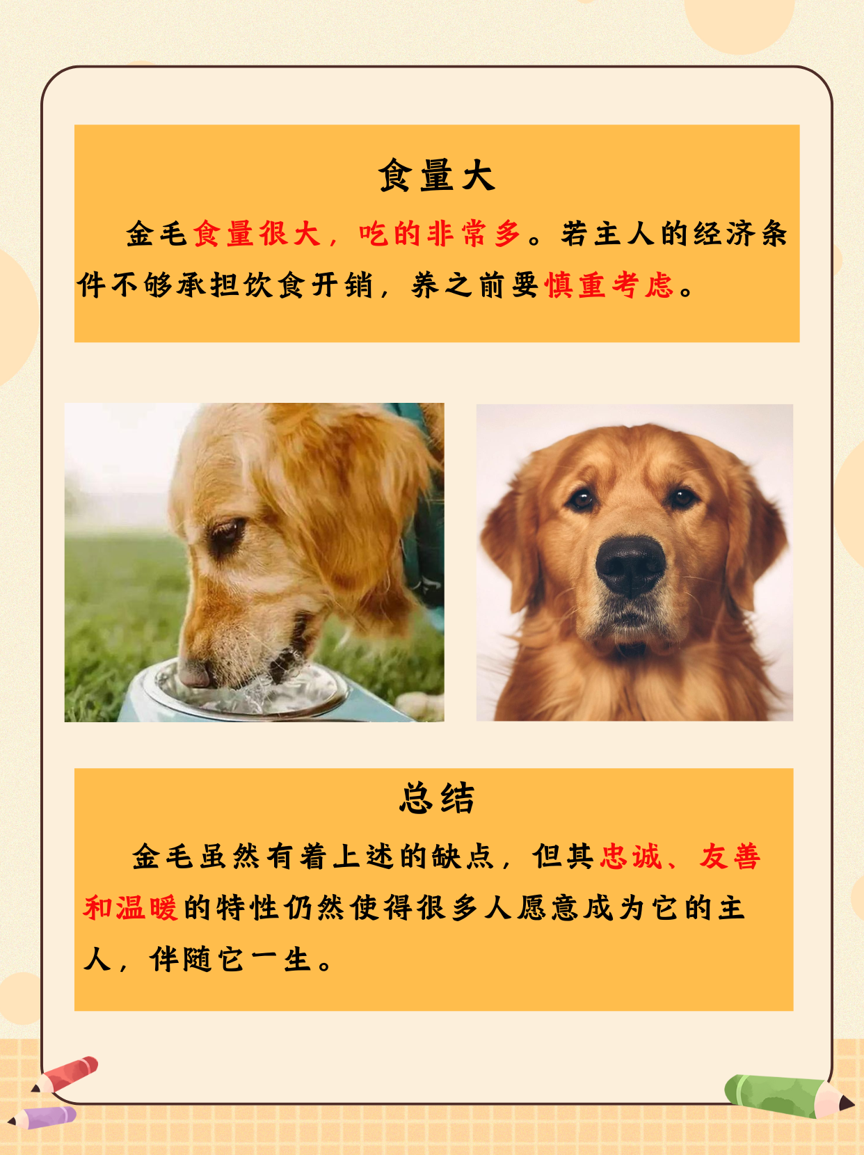 与自己养的金毛做了与自己养的金毛的亲密时光-第2张图片