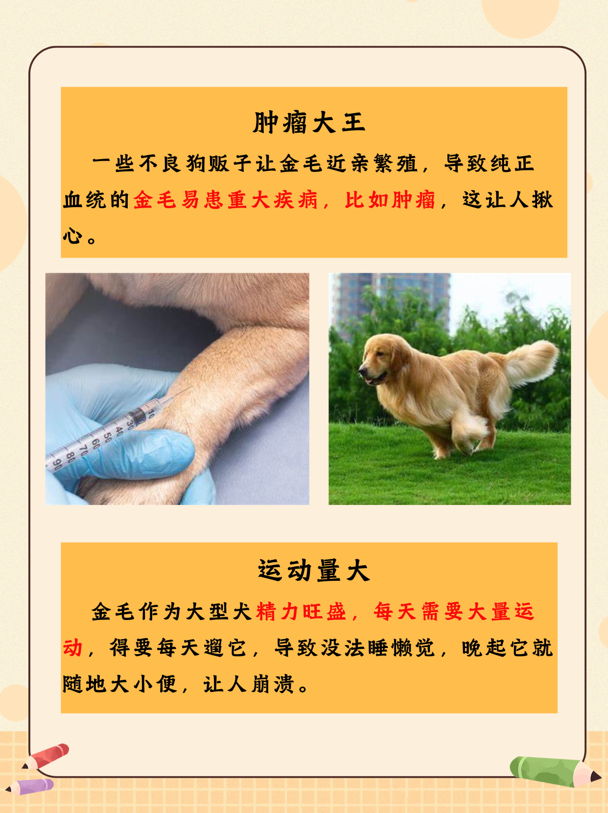 与自己养的金毛做了与自己养的金毛的亲密时光-第3张图片