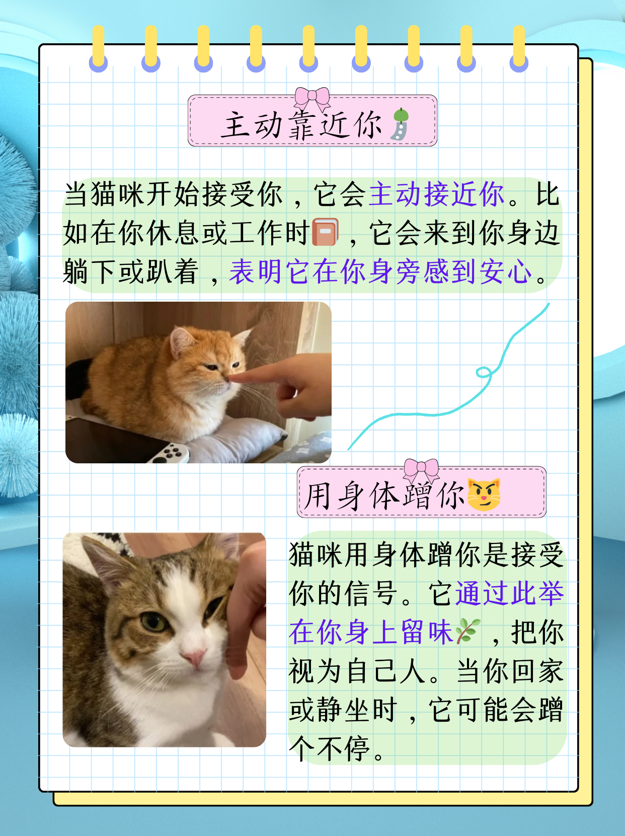 猫咪永久网名大全新版猫咪永久地域网名，独特魅力与地域文化的完美结合-第1张图片