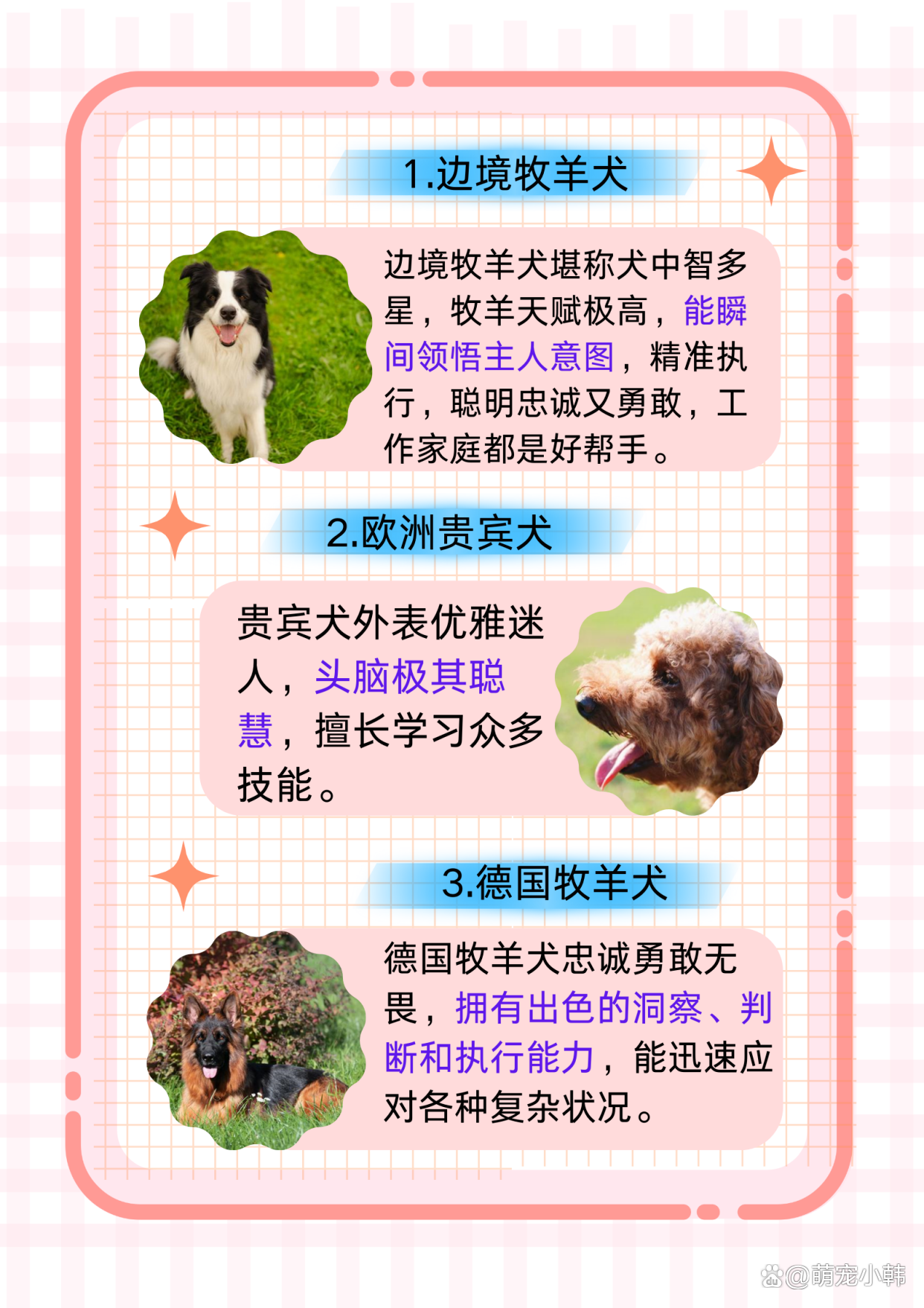 狗博士，人类忠实的朋友与知识的探索者-第3张图片
