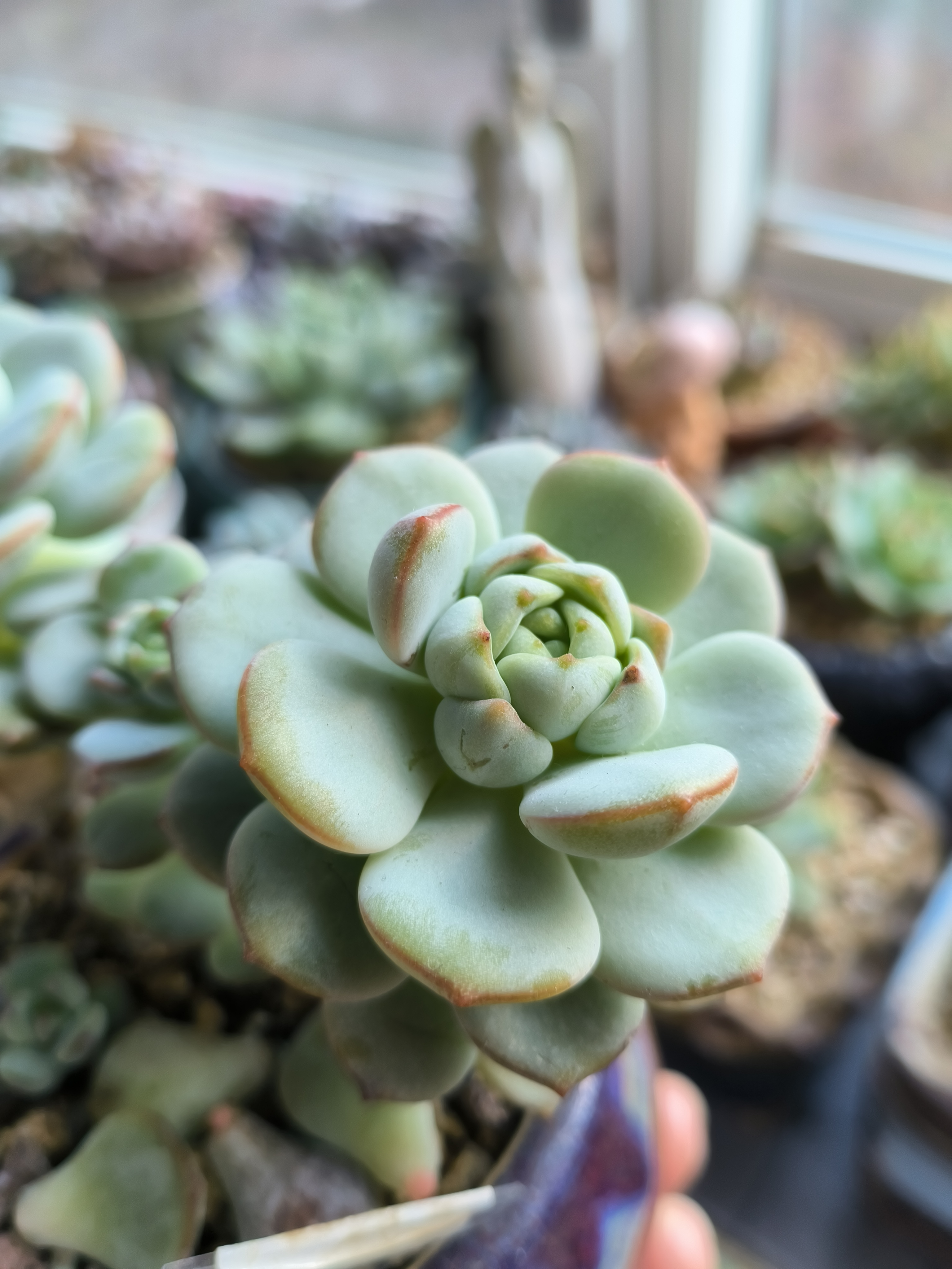 多肉植物中的独特现象——1对N共妻-第2张图片