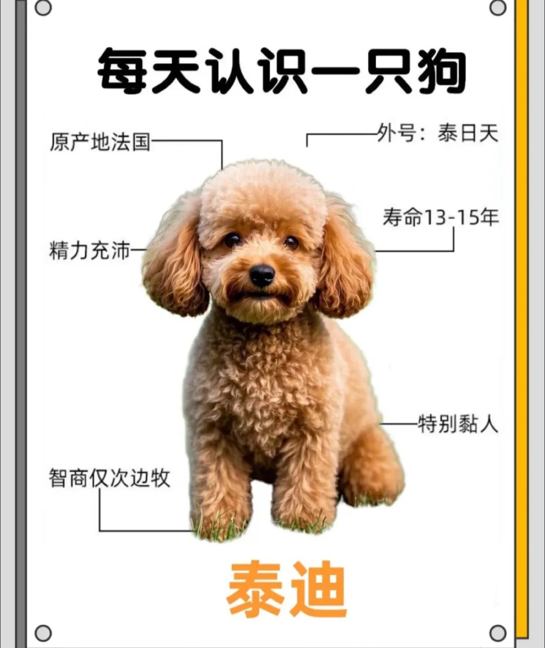 狗狗的又大又烫狗狗的又大又烫的惊喜