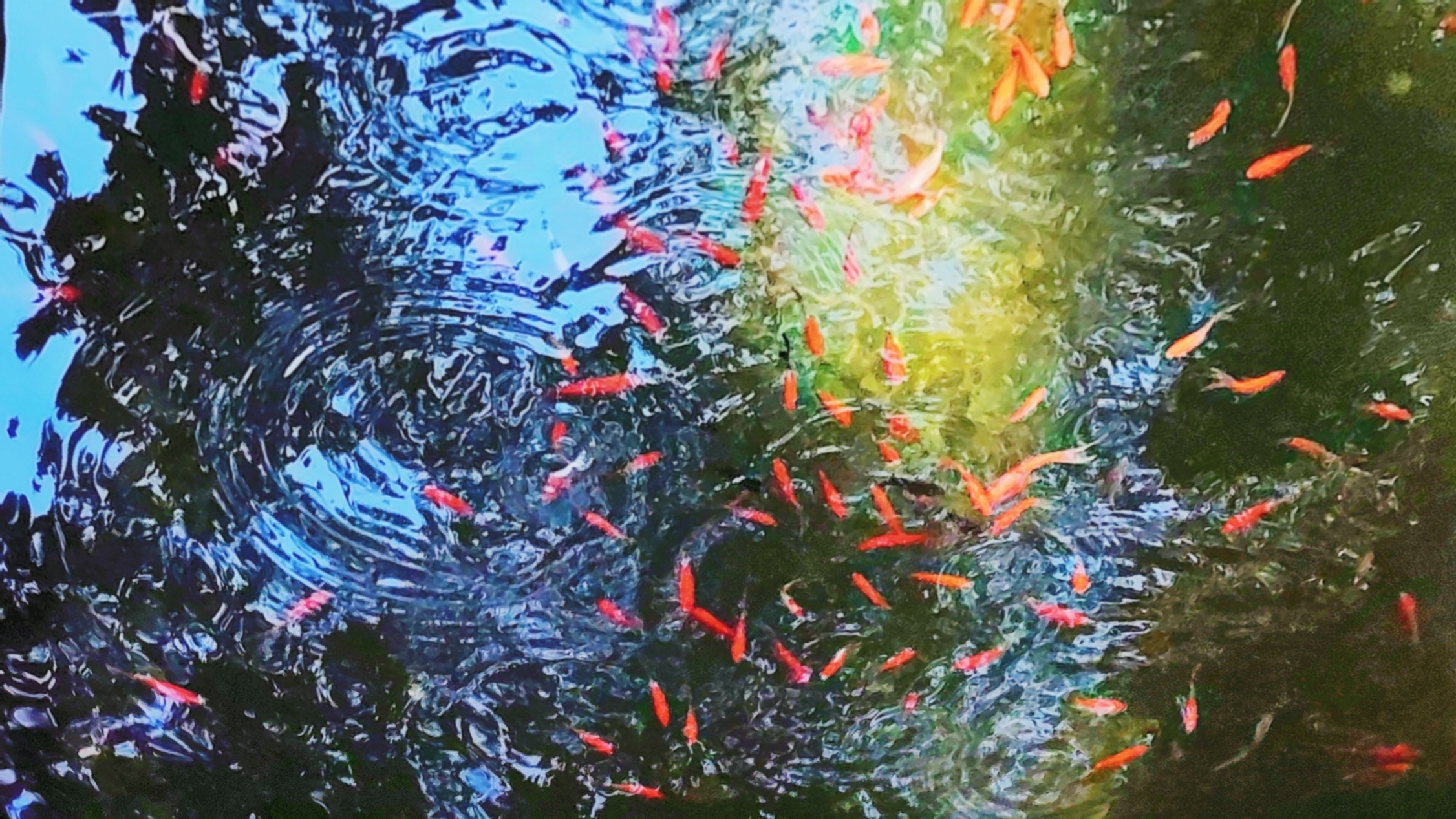 春动莲房春动莲房，生机盎然的季节之舞
