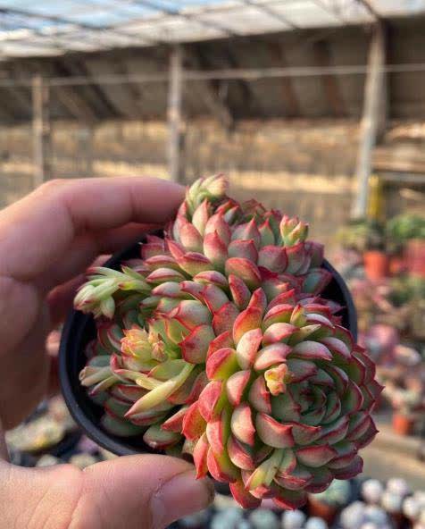 整篇都是车的多肉种植过程