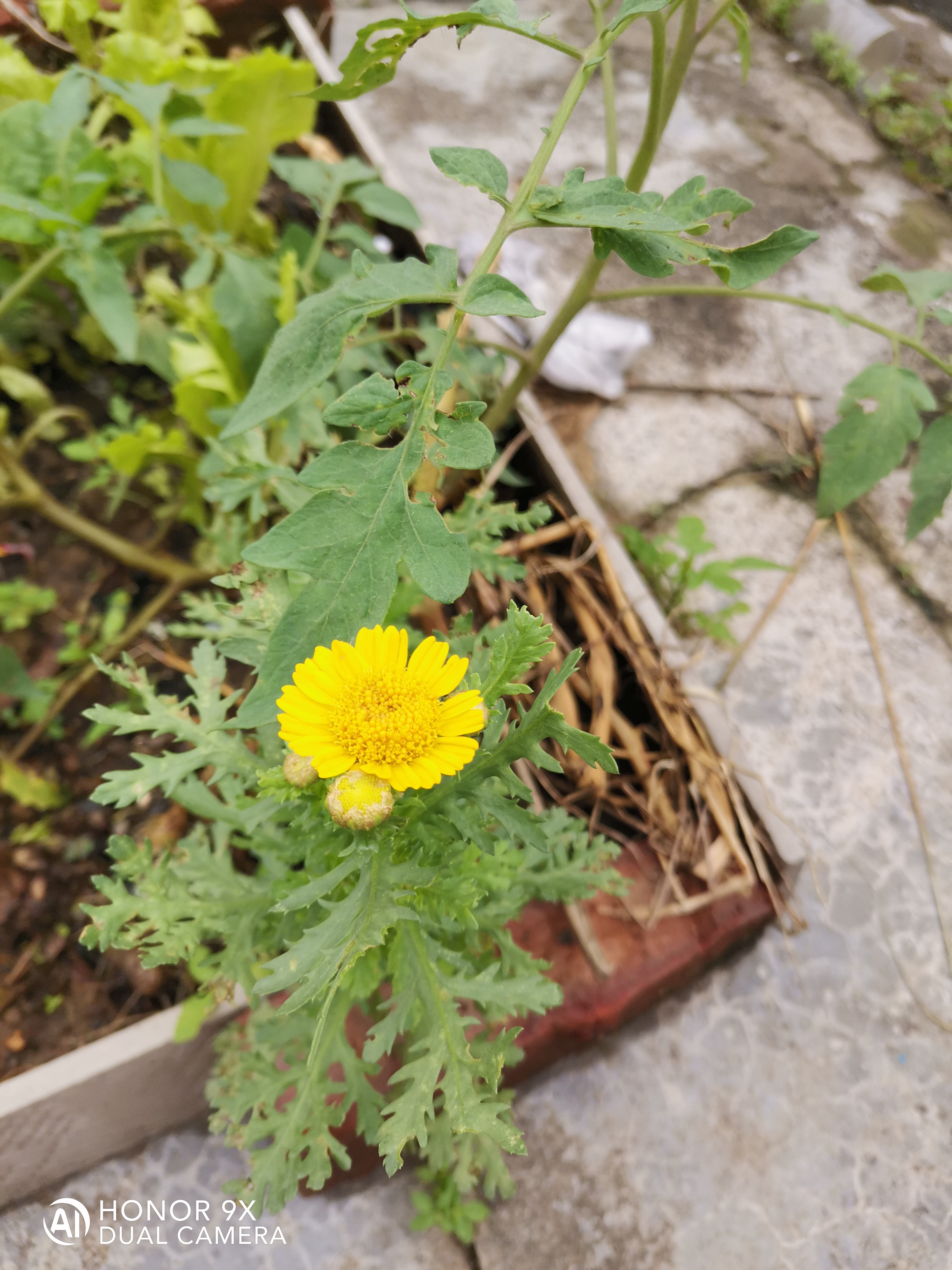 探究后面菊花开过与未开过的区别-第1张图片