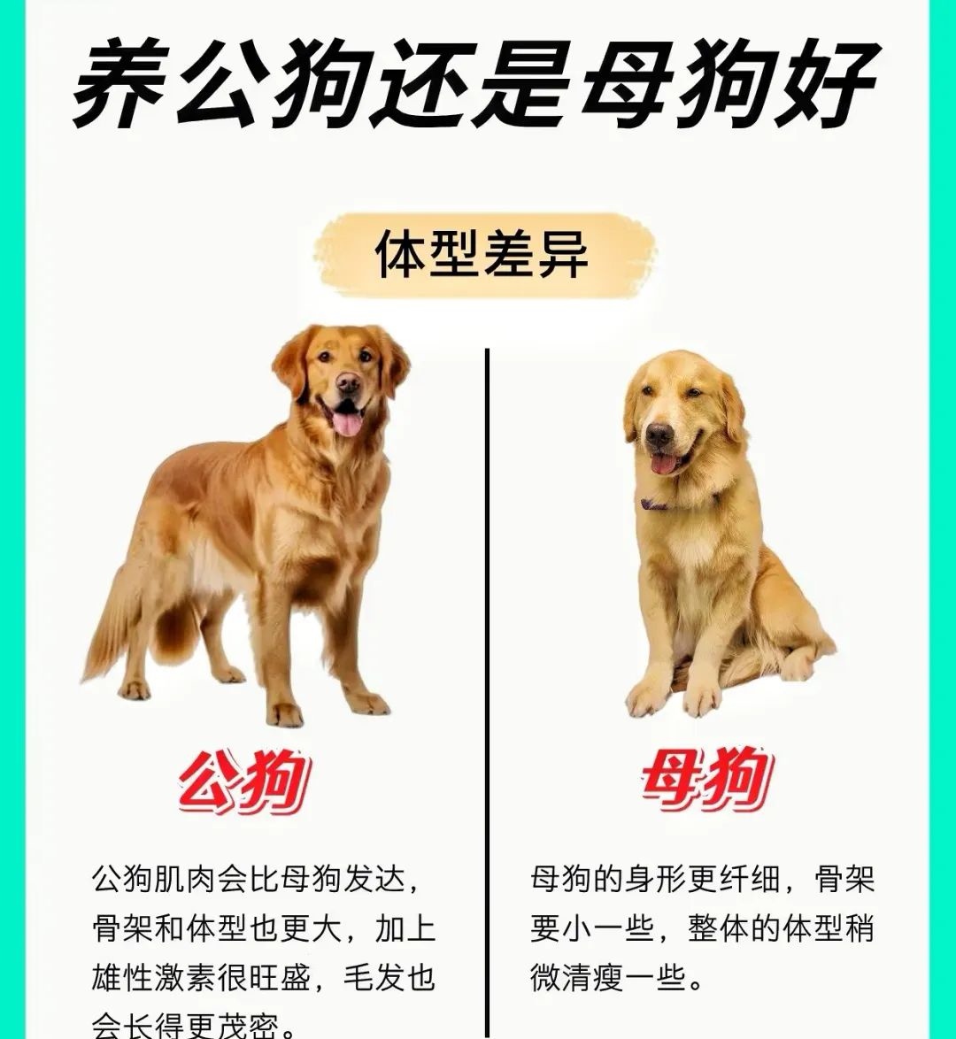 人可以和狗在一起吗人犬交配，科学解读人类与狗的生物关系-第2张图片