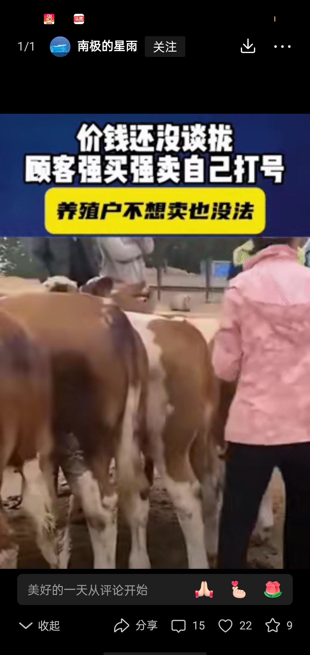 女性与公牛交配的误解与真相