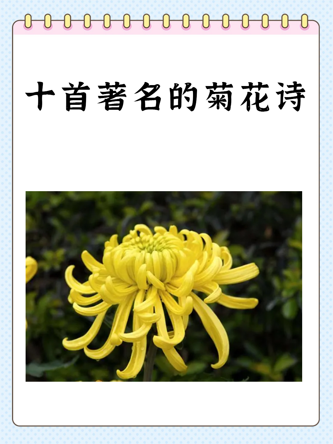 后面菊花开过与未开过的区别
