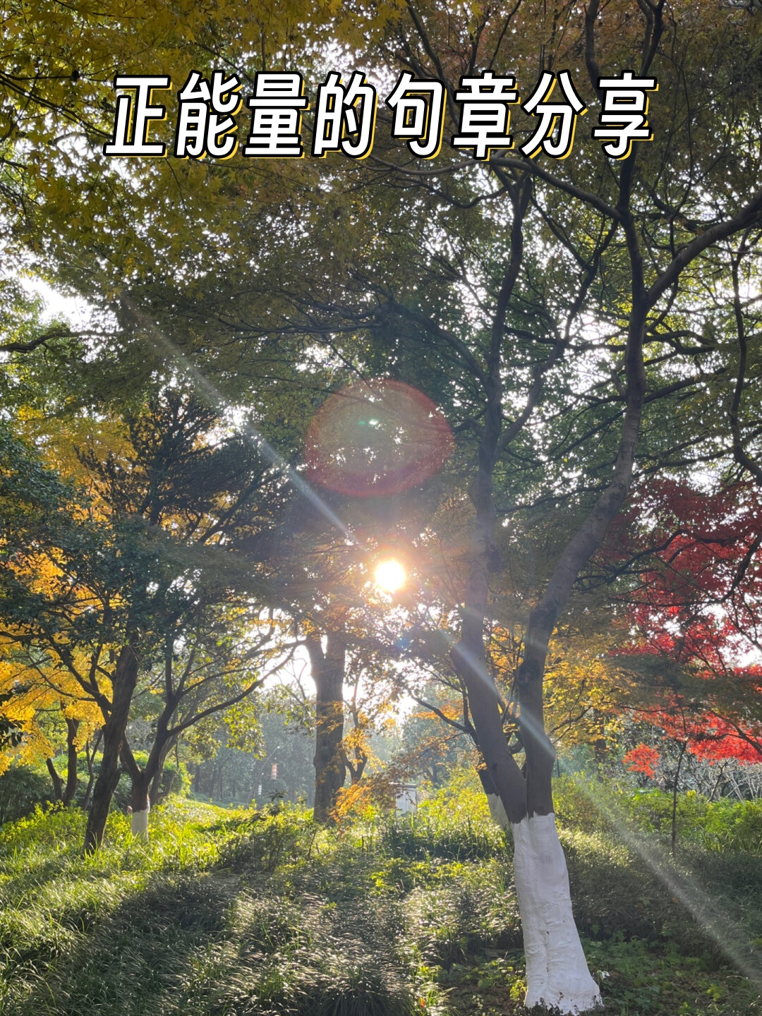 原神网站正能量，传递积极能量，点亮生活之光