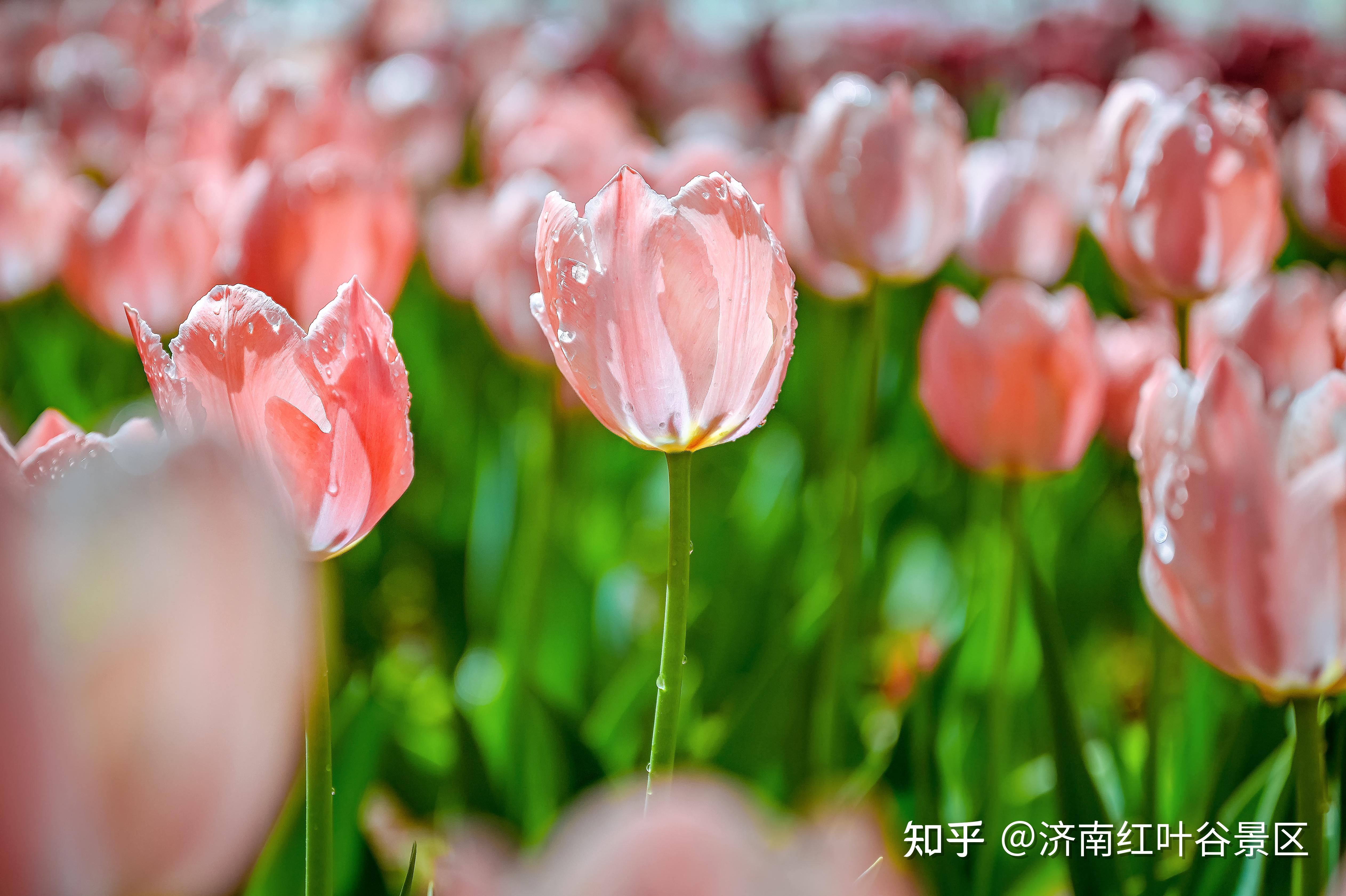 五月色彩缤纷，快乐心情绽放-第1张图片