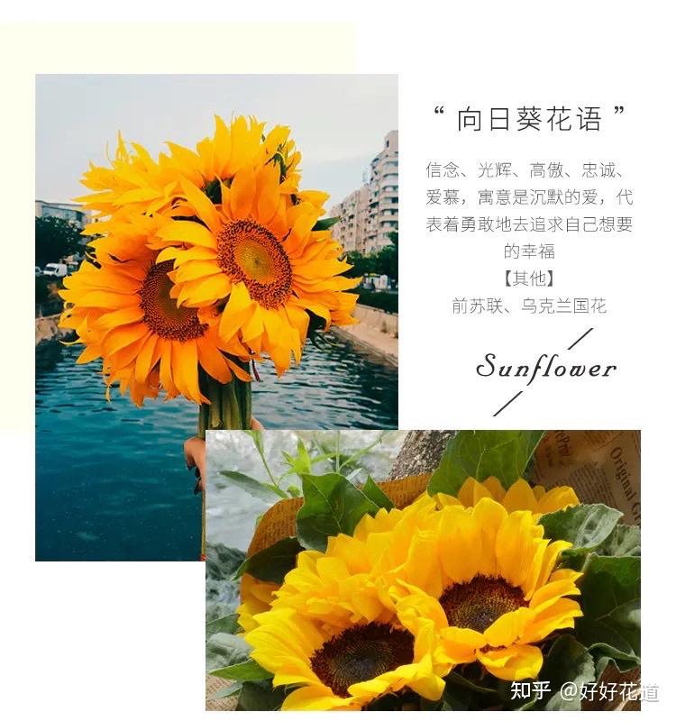 向日葵APP下载汅API免费站长统计百度网盘向日葵APP，助力站长统计的免费工具与百度网盘的无缝对接-第1张图片