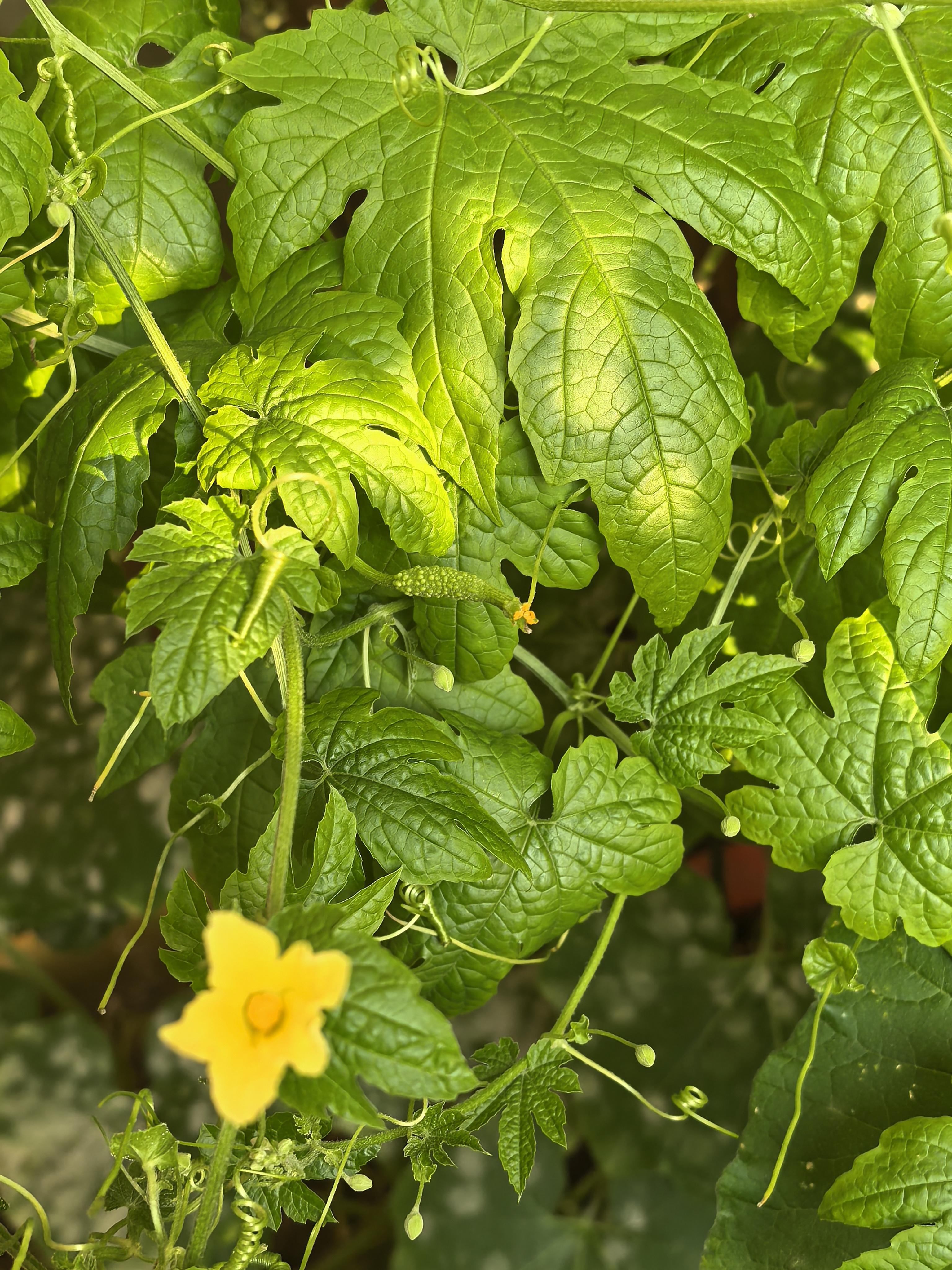 丝瓜秋葵榴莲草莓向日葵_多彩果蔬的盛宴——草莓、丝瓜、秋葵、向日葵、榴莲与石榴-第2张图片