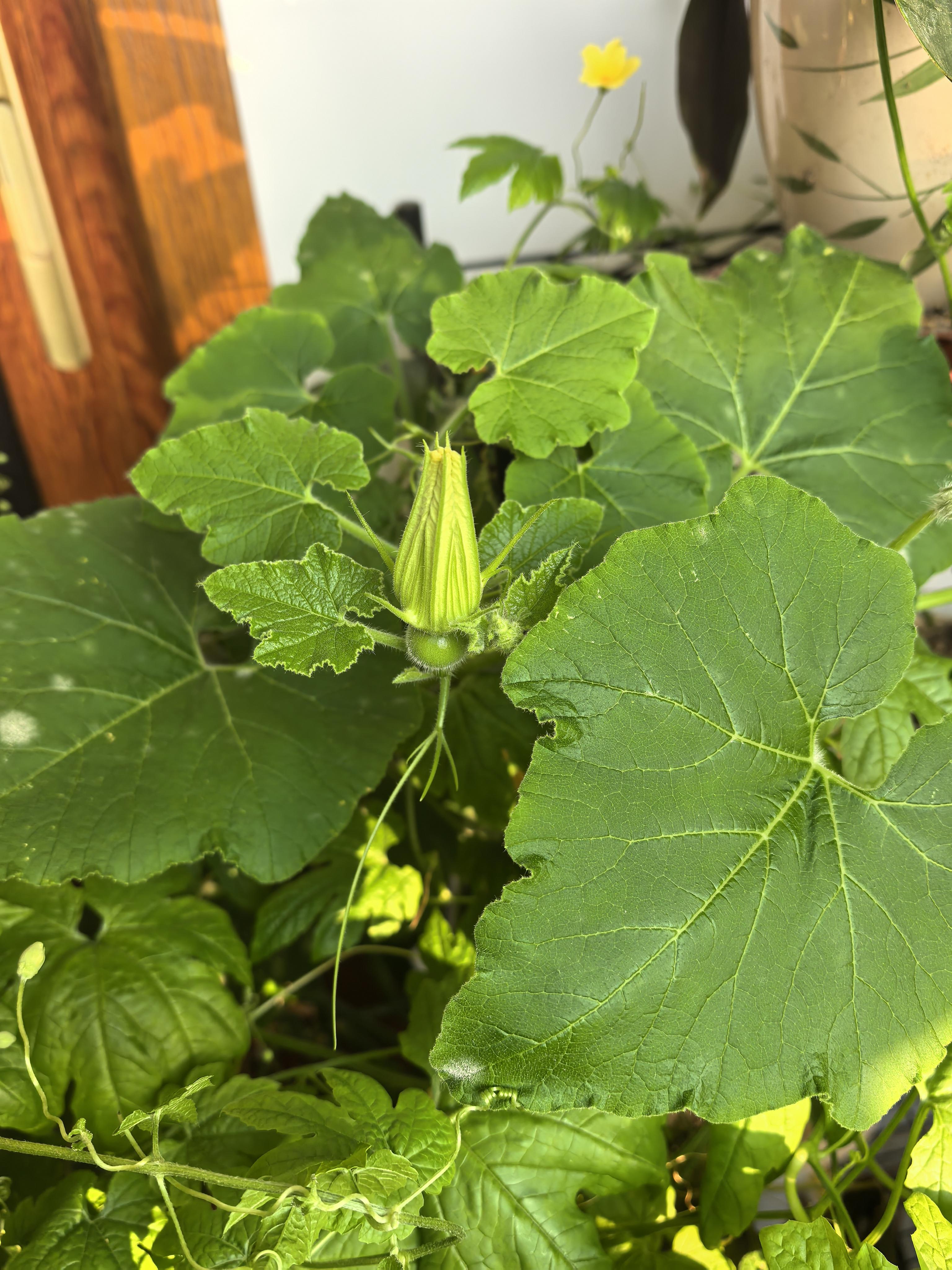 丝瓜秋葵草莓香蕉榴莲芒果网站多彩果蔬的奇妙之旅——污丝瓜、秋葵、草莓、香蕉、榴莲与芒果的探索-第1张图片