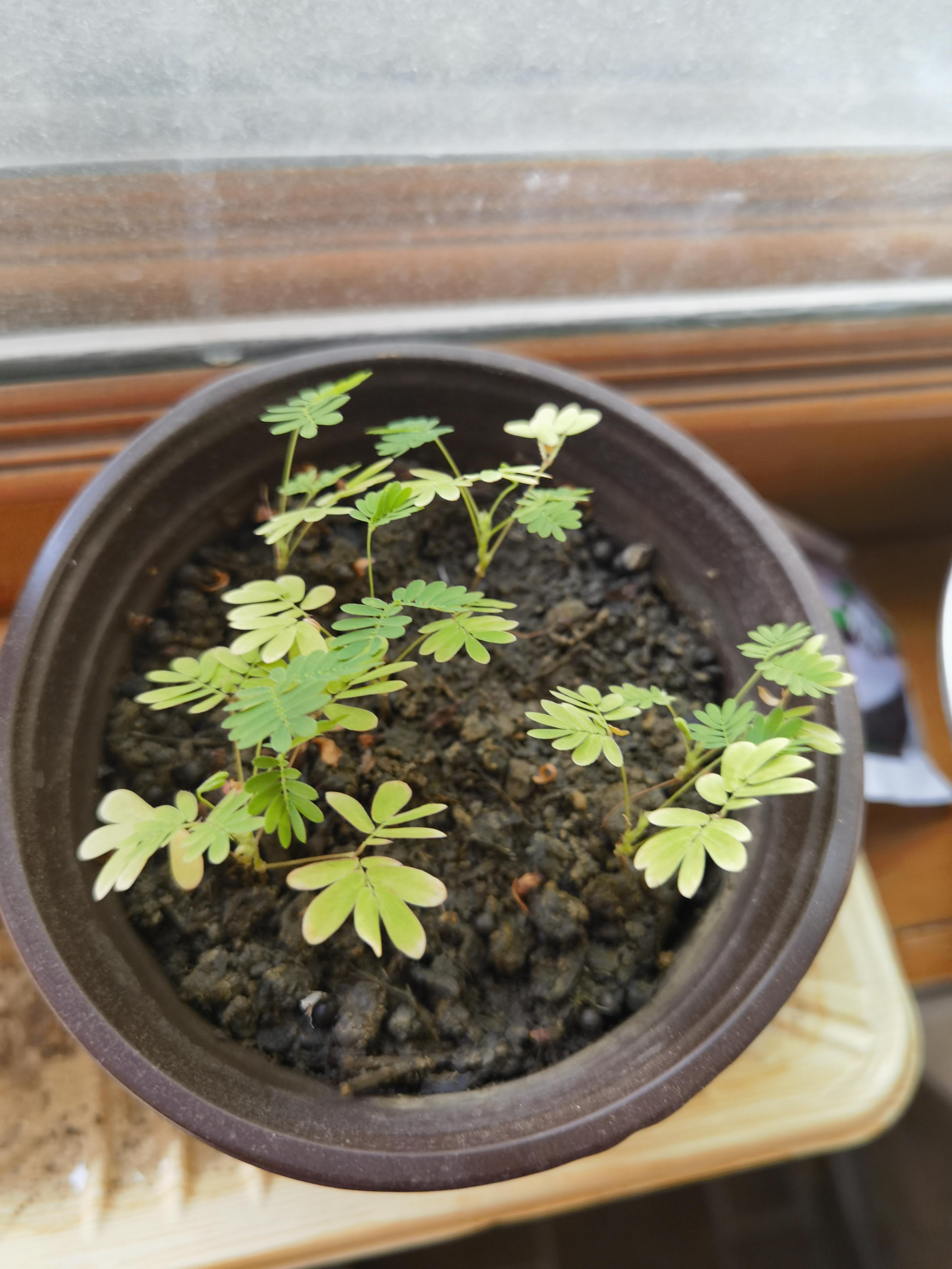 含羞草实验室如何免费进入含羞草实验室，探索与爱豆的奇妙邂逅-第1张图片