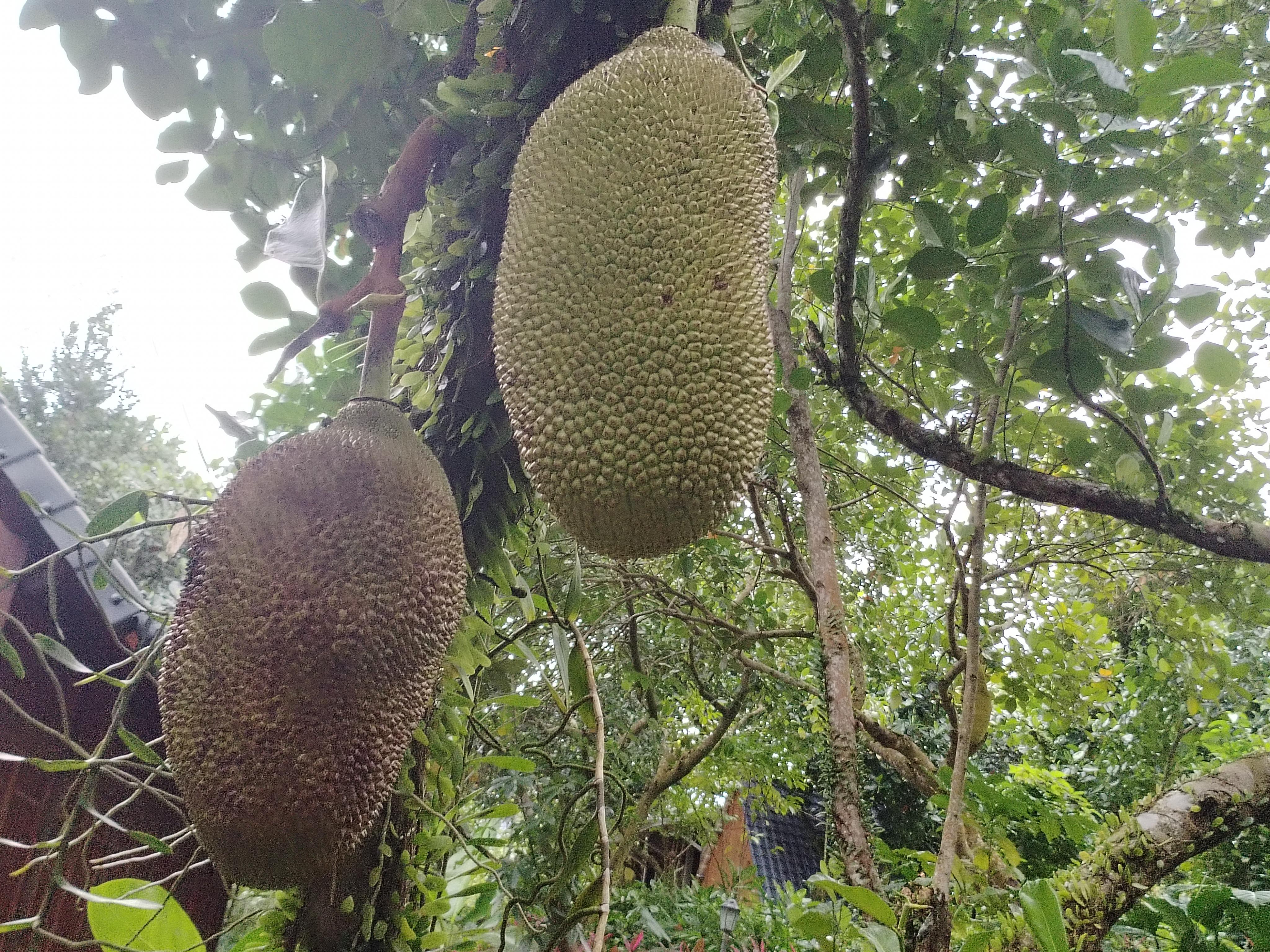 菠萝菠萝蜜视频在线看1菠萝菠萝蜜视频在线观看指南