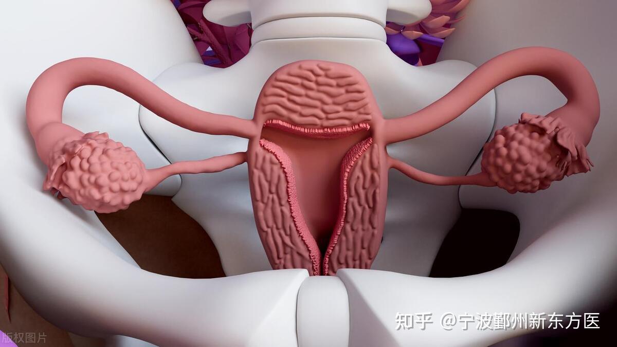 女性私密部位探索的误解与真相-第1张图片