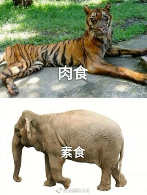 腹黑师兄的日常肉食动物不食草腹黑师兄的肉食日常与不食草的秘密