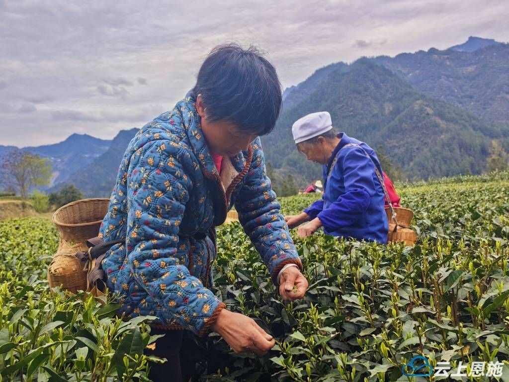 大婶的肥沃的土地有多少字岳大婶的肥沃土地-第3张图片