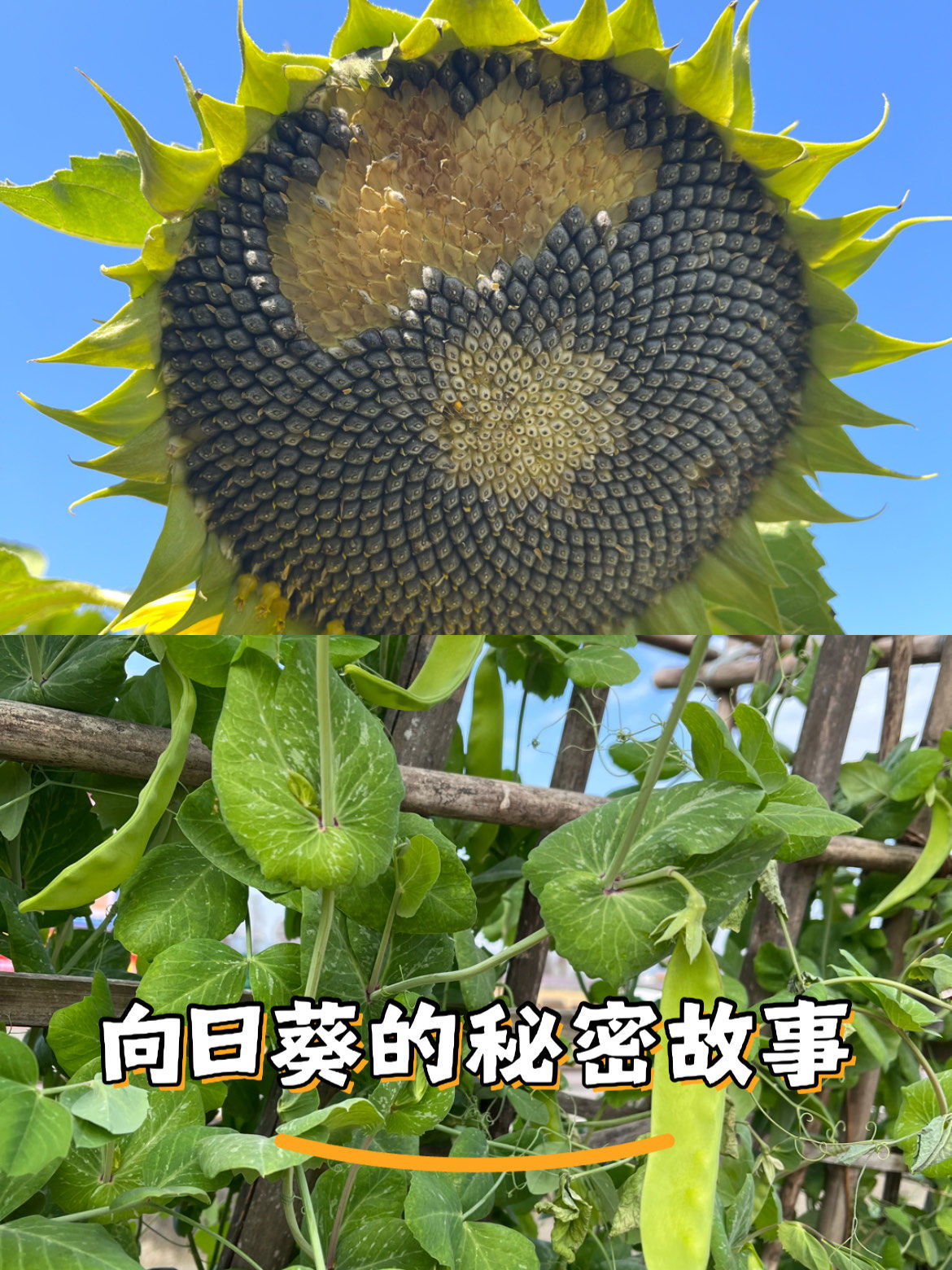 向日葵视频下载APP污污向日葵视频下载app，探索与体验的全新篇章