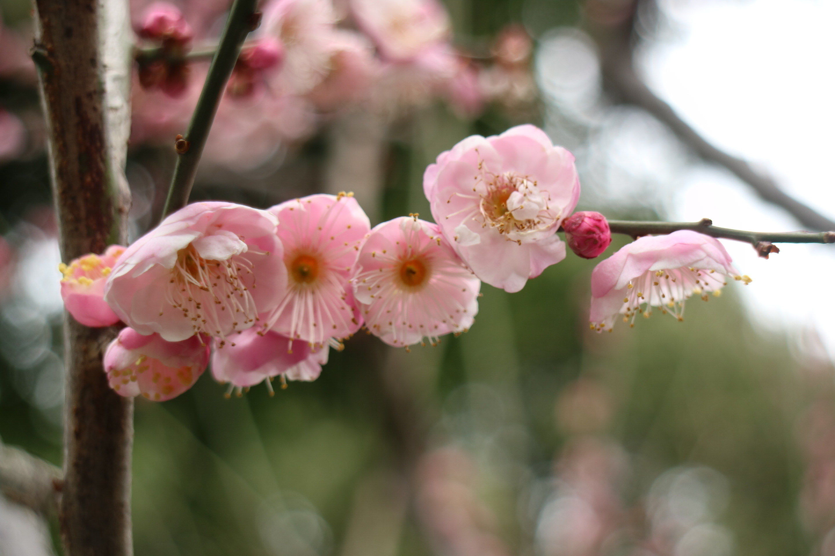 春暖花开微杏十年论坛探索性吧春暖花开论坛的魅力