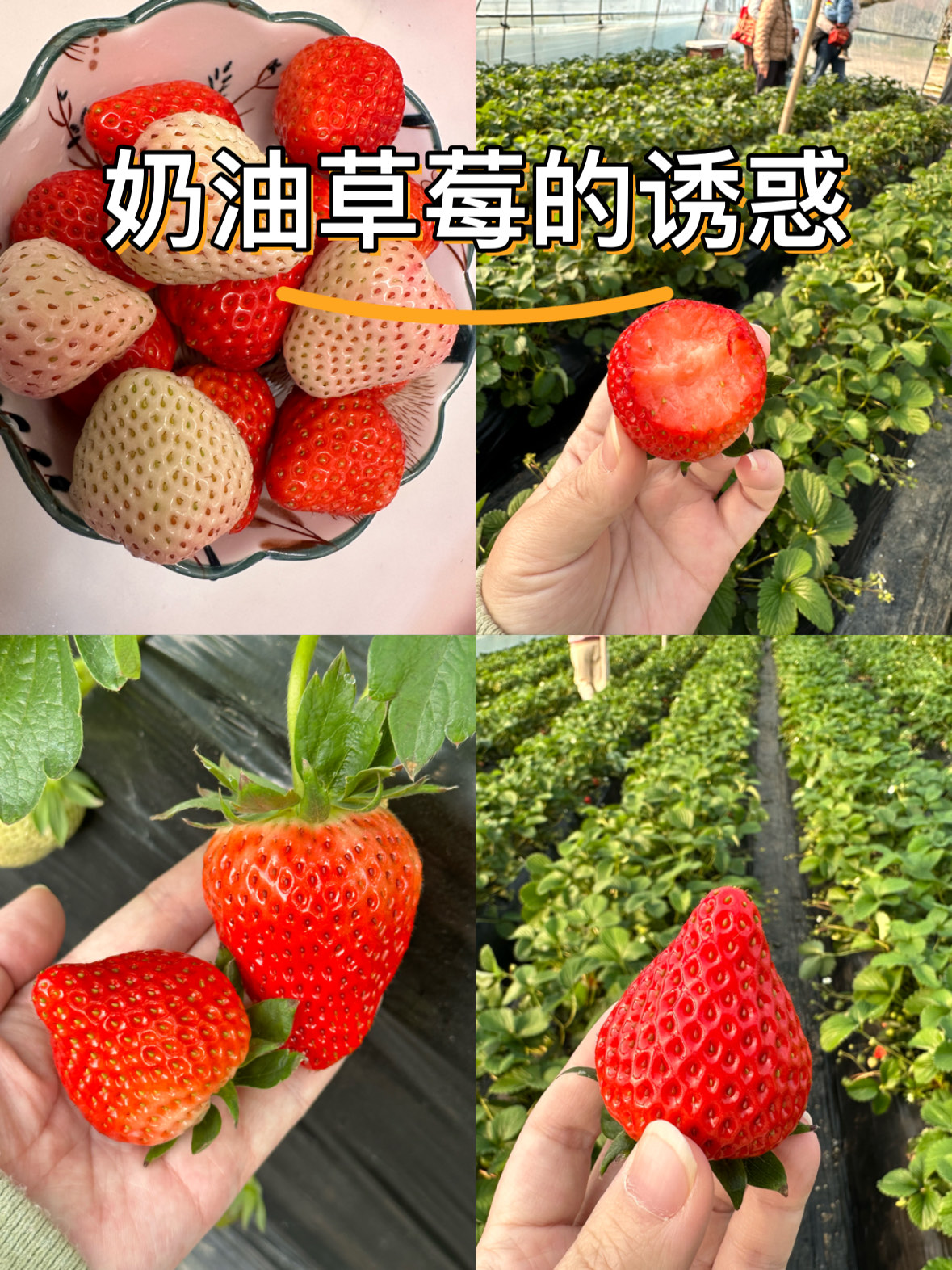 草莓视频污无限观看草莓视频，探索无限可能的纯净与美好-第1张图片