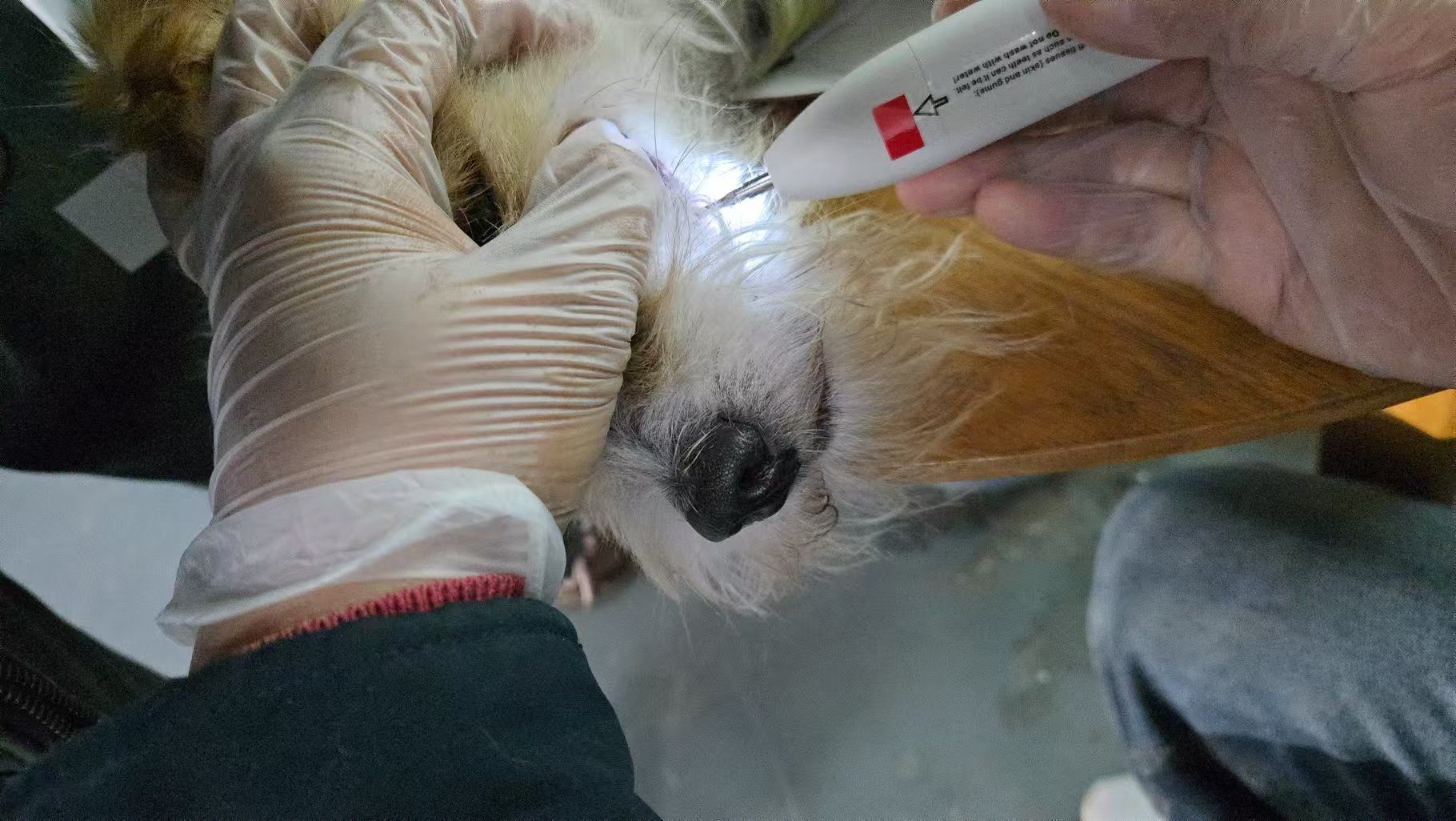 如何教狗狗学会自我清洁-第3张图片
