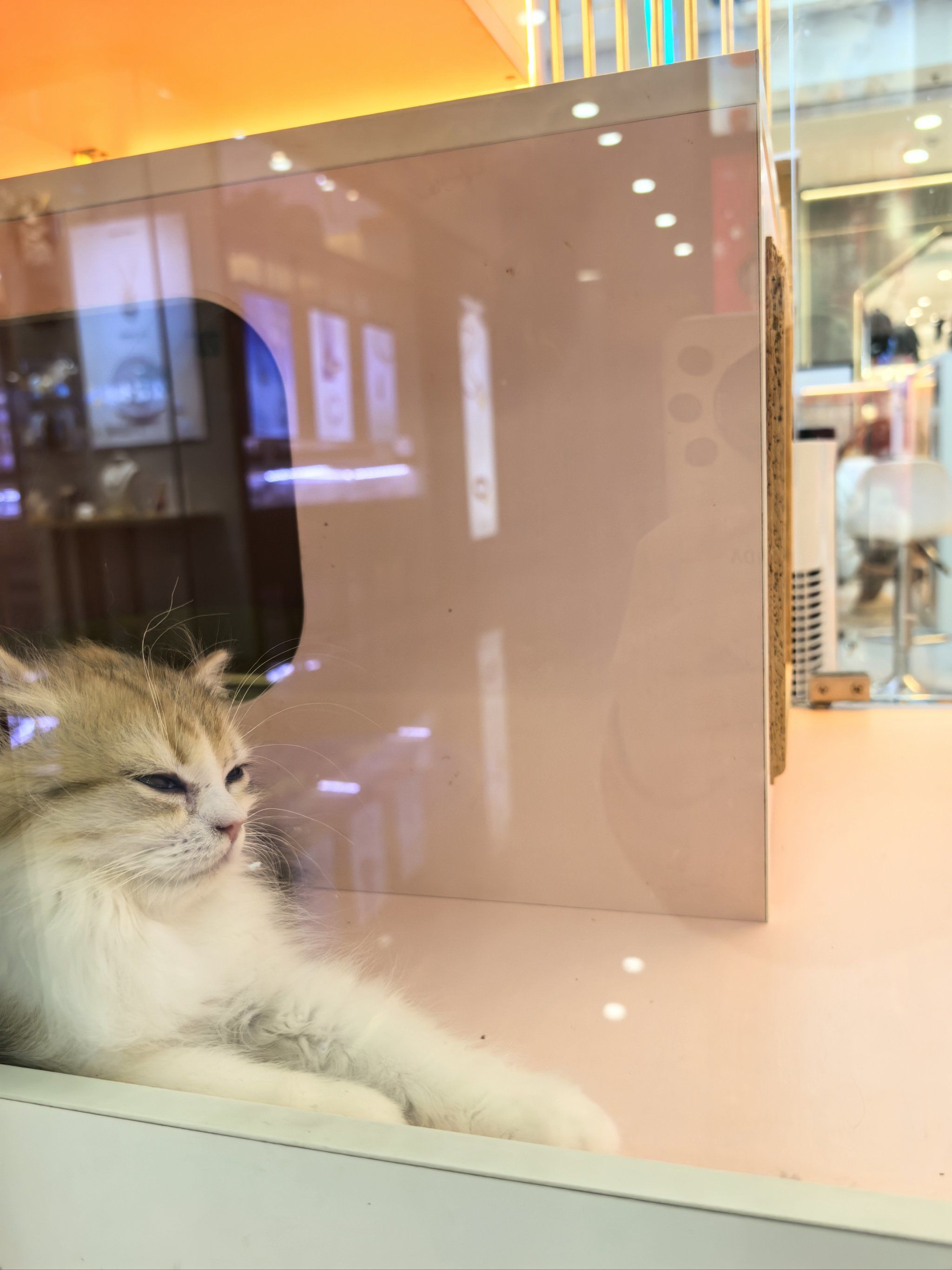 猫咪视频app视频猫咪猫咪视频APP，探索与互动的宠物世界