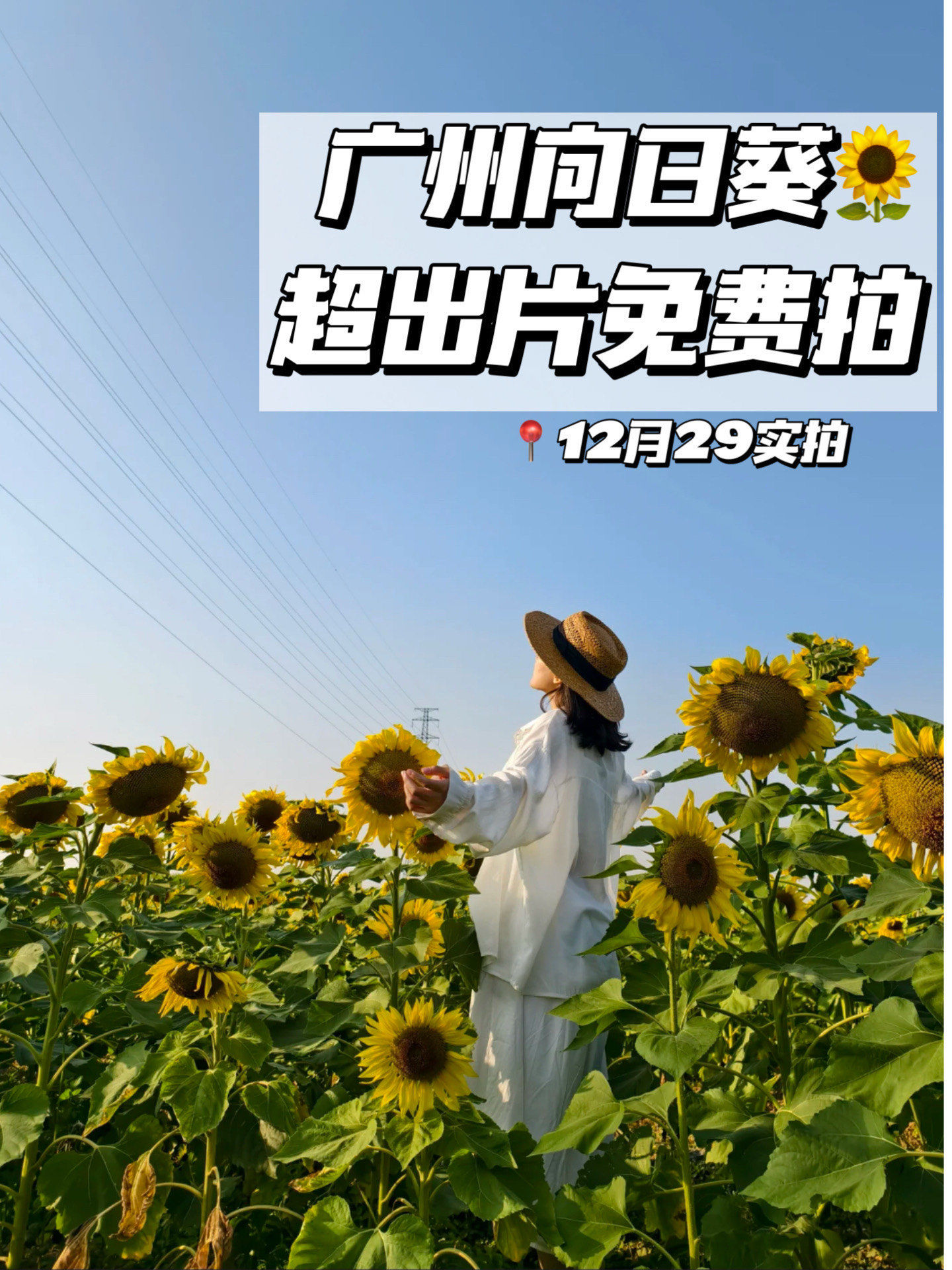 向日葵视频平台介绍及正规下载途径-第2张图片