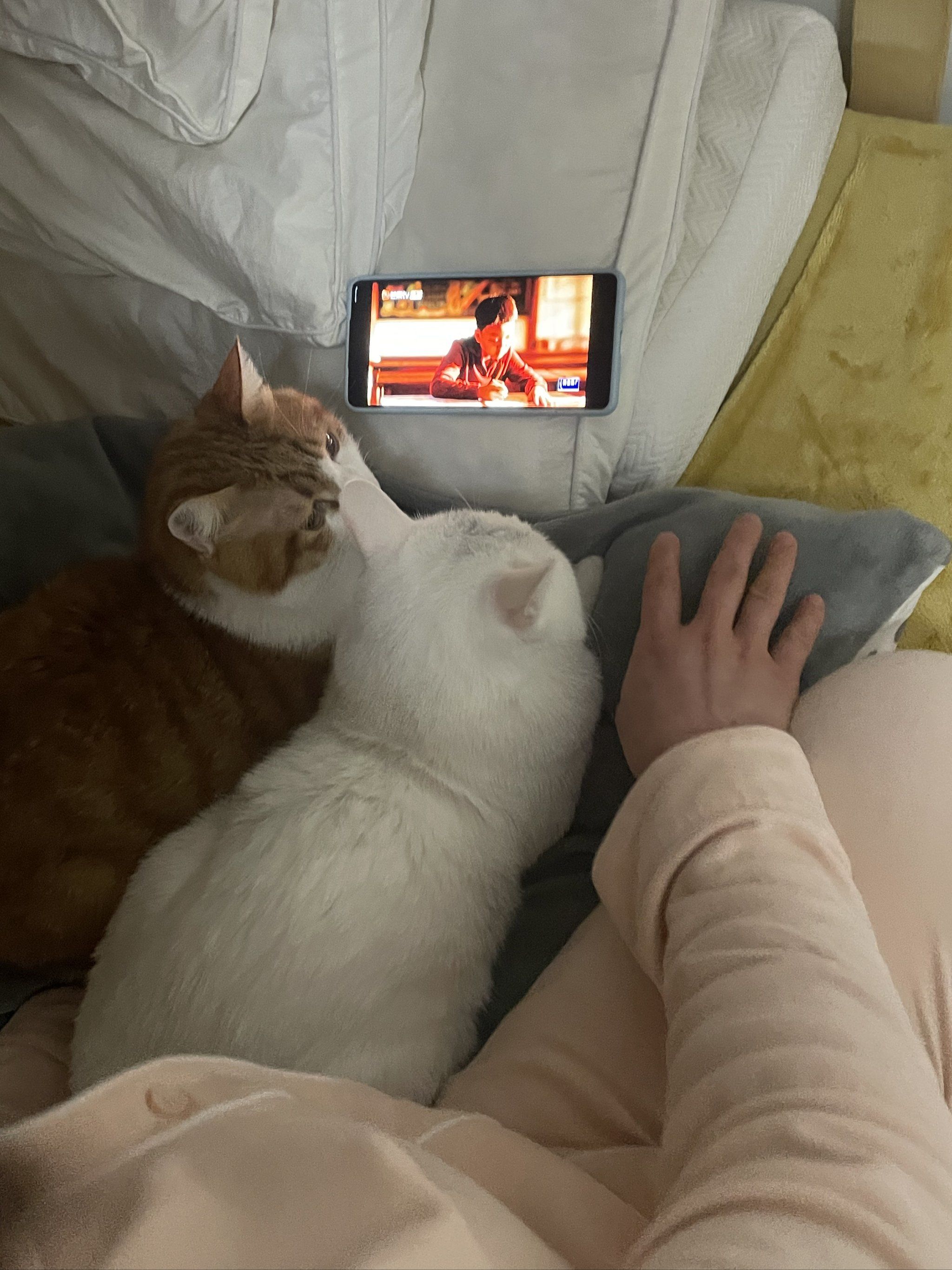 猫网站探索猫的奇妙世界——猫网之探索-第3张图片