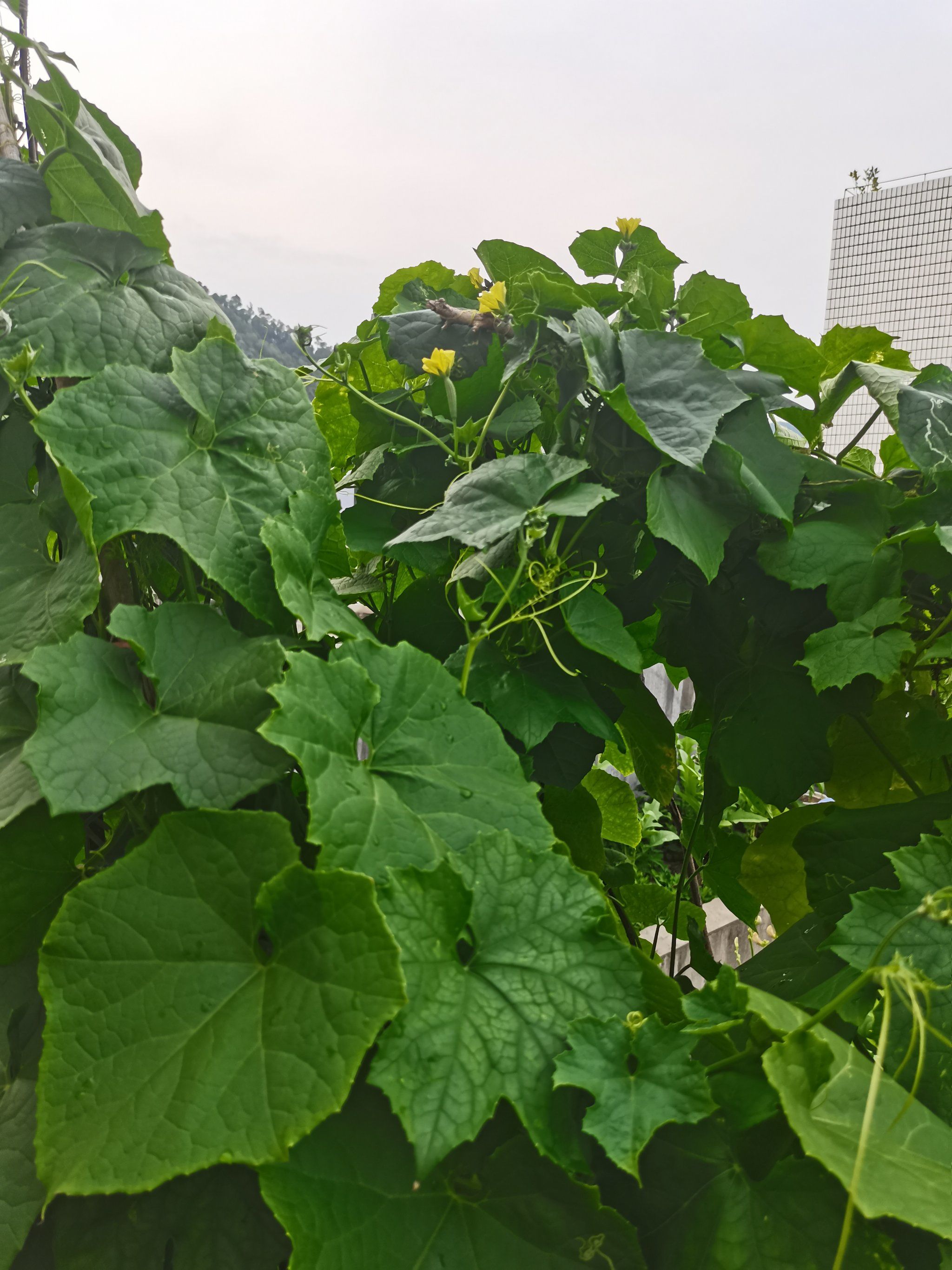 丝瓜app深夜释放自己奶茶丝瓜COMBO 2.0，深夜释放自我，破解未知的探索之旅-第2张图片