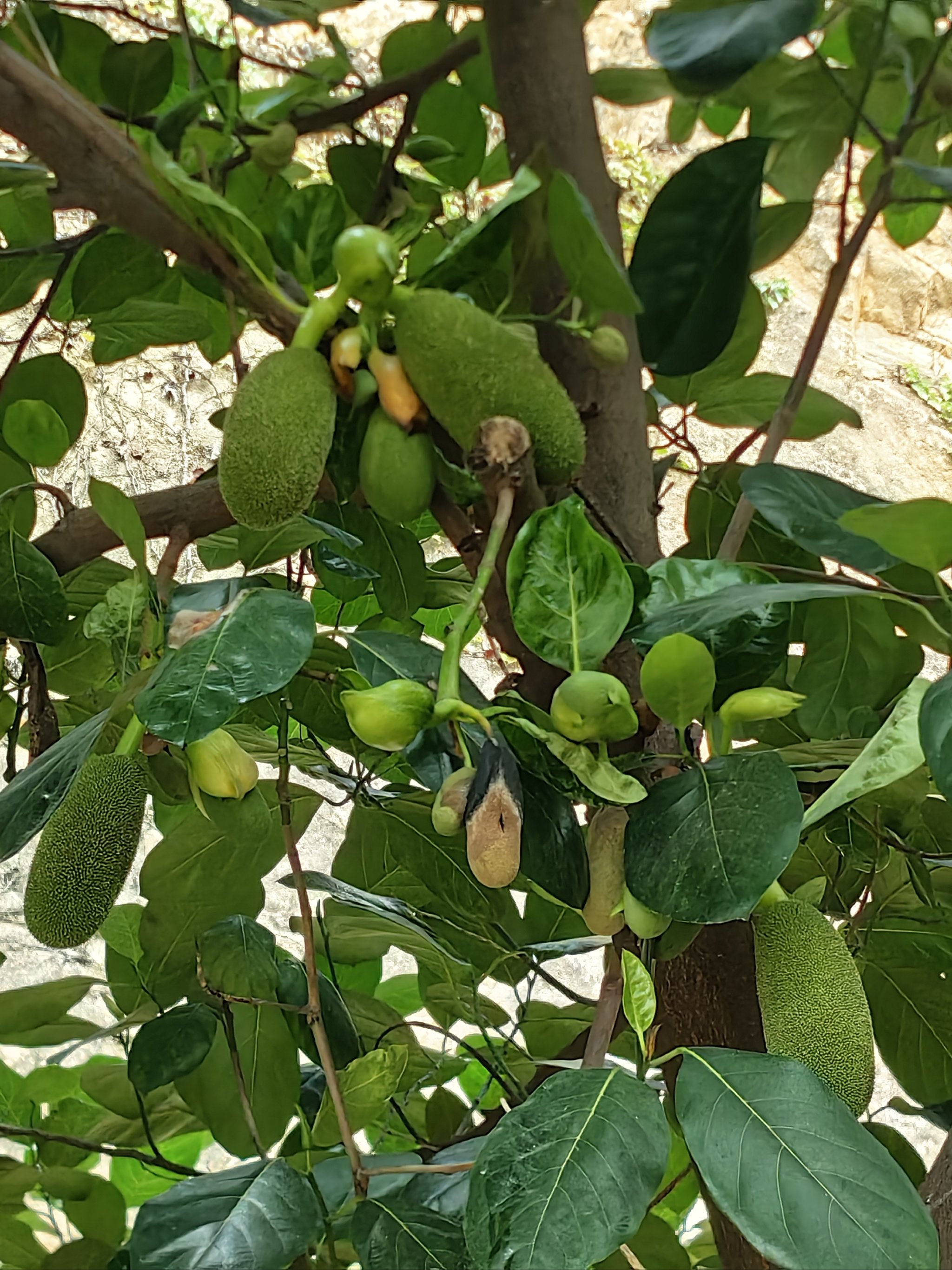 菠萝菠萝蜜免费高清在线视频菠萝菠萝蜜免费高清在线视频的观看体验-第2张图片