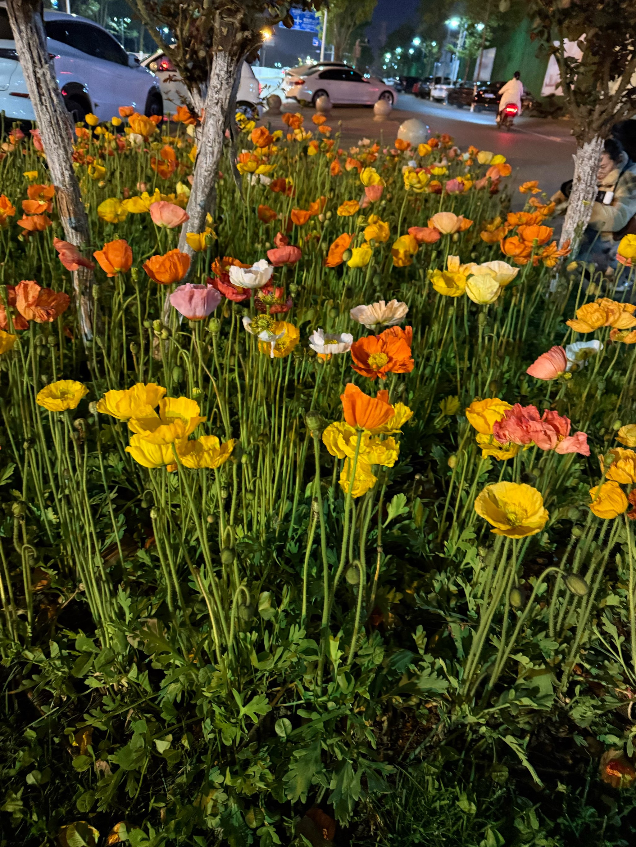 晚上开车又叫又疼的软件免费夜间驾驶必备软件——免费体验又安全又舒适的驾驶之旅-第1张图片