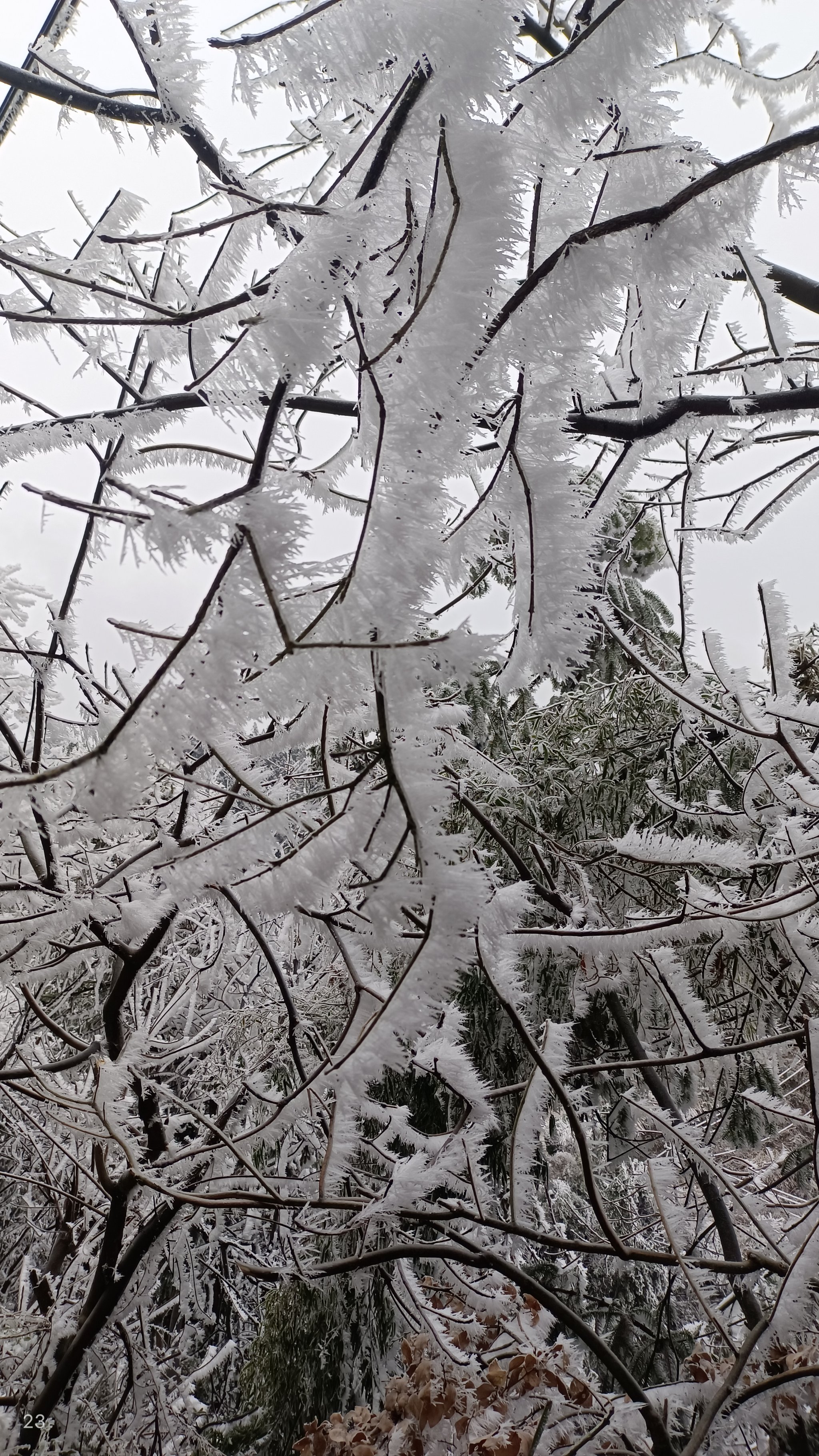 雪花飘落，影院时光——手机版观看体验揭秘-第1张图片
