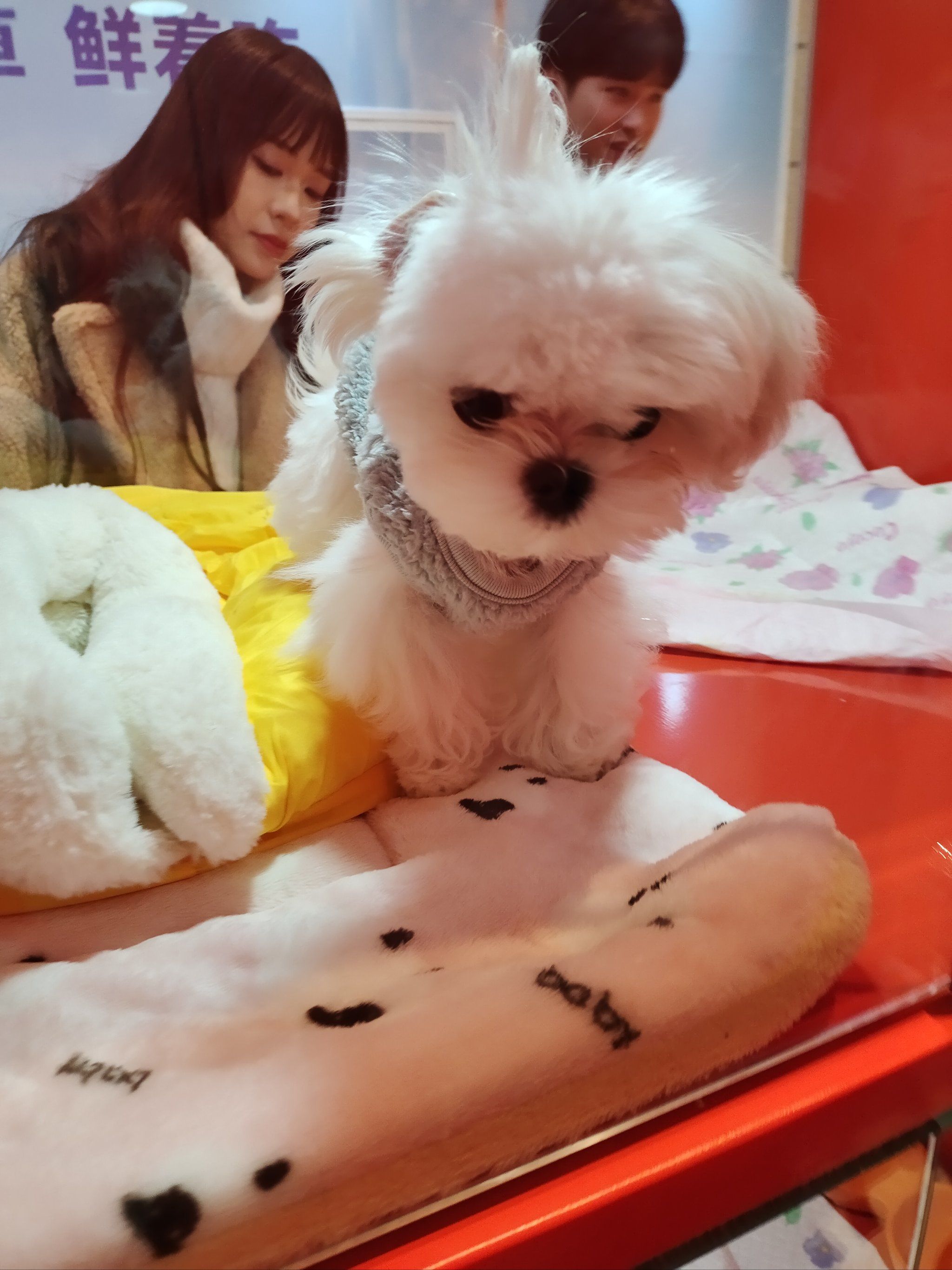 猫咪，灵动之宠的魅力与故事-第1张图片