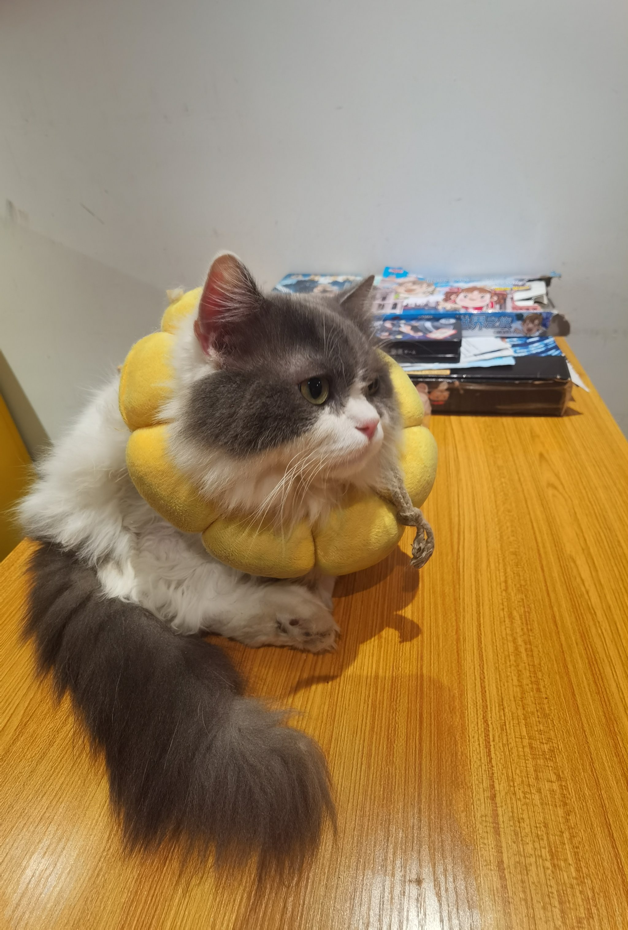 猫咪社区视频在线观看免费完整版——探索萌宠的乐趣与魅力