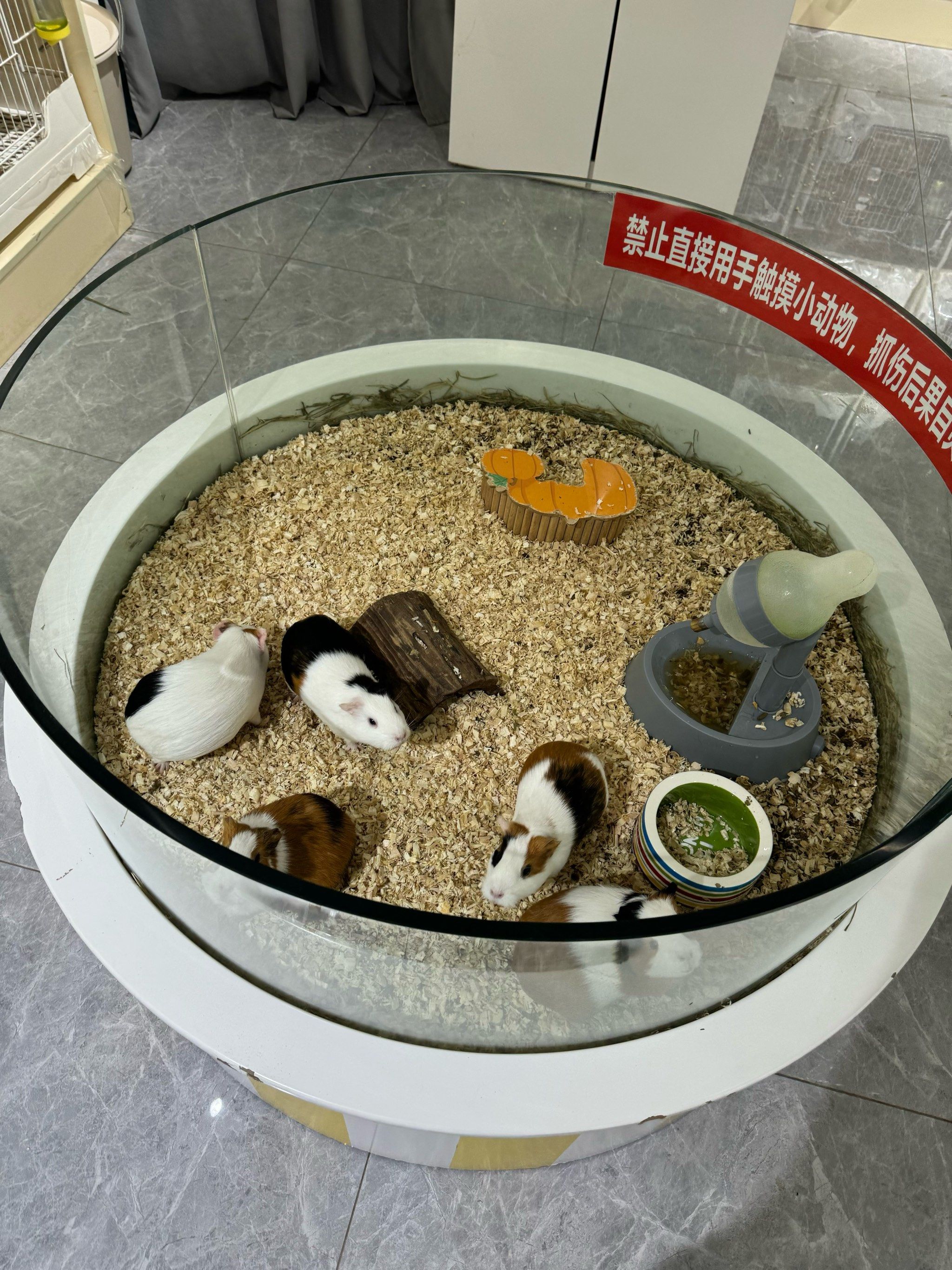 与毛茸茸的伙伴初相遇，我的第一次与狗狗的故事-第1张图片