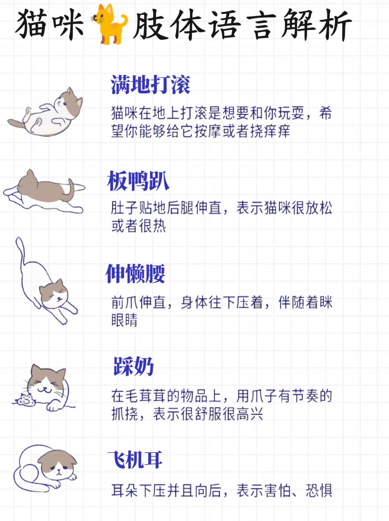 成人猫咪最新地域网名是什么新版猫咪永久地域网名，如何选择与命名-第1张图片