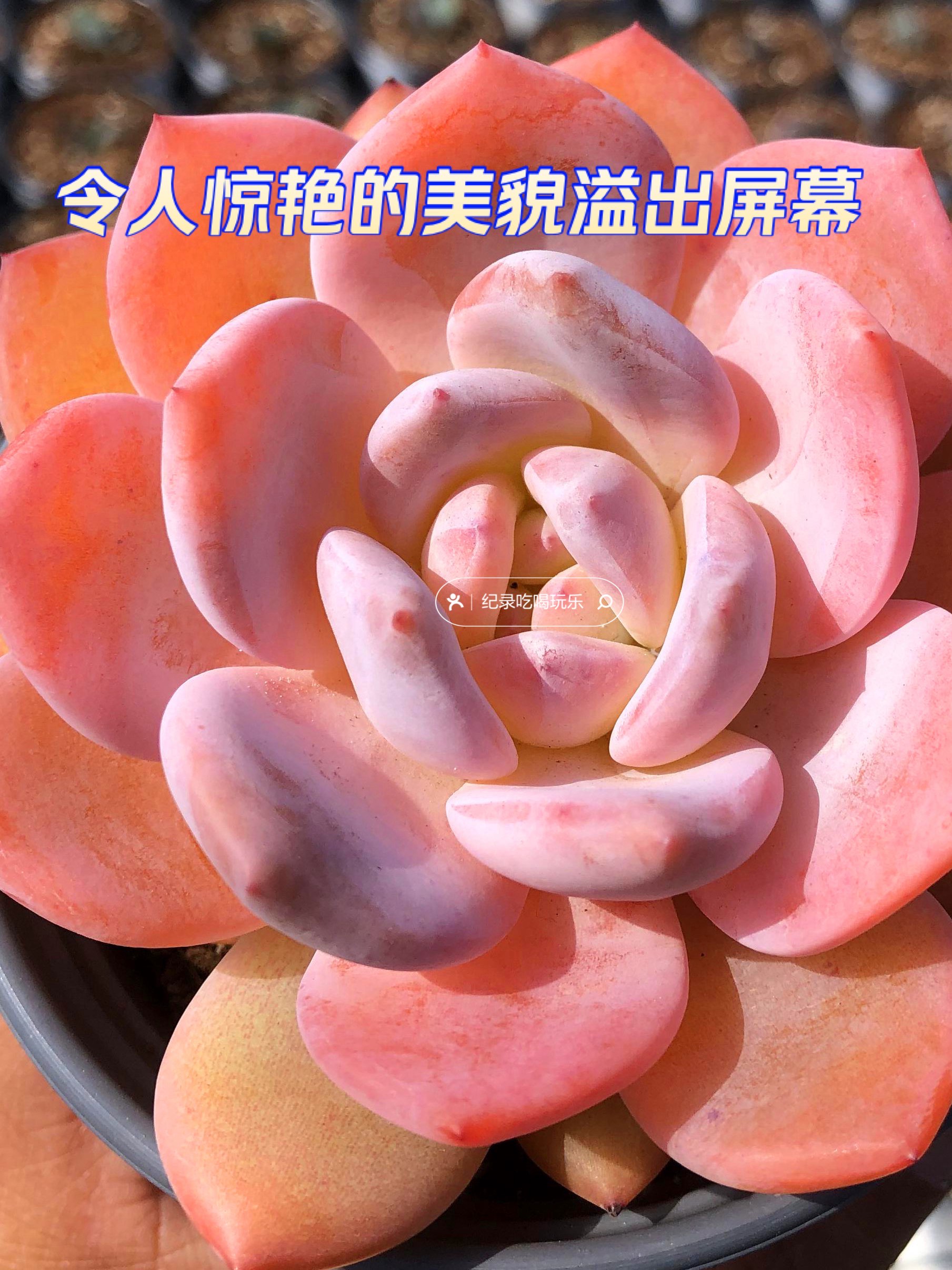 色豆五彩斑斓的色豆之旅-第2张图片