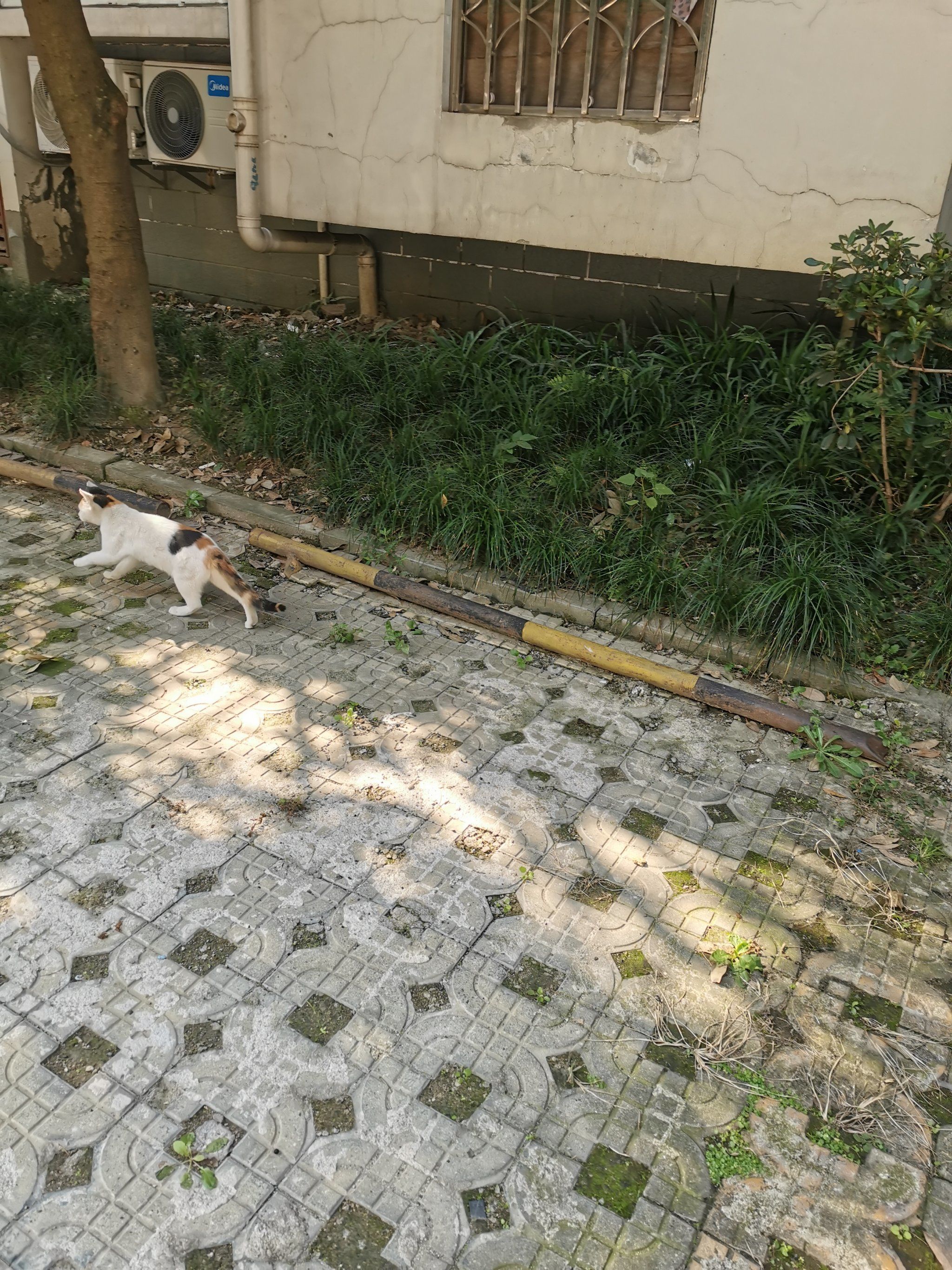 猫狗影院猫狗影院的魅力世界-第2张图片
