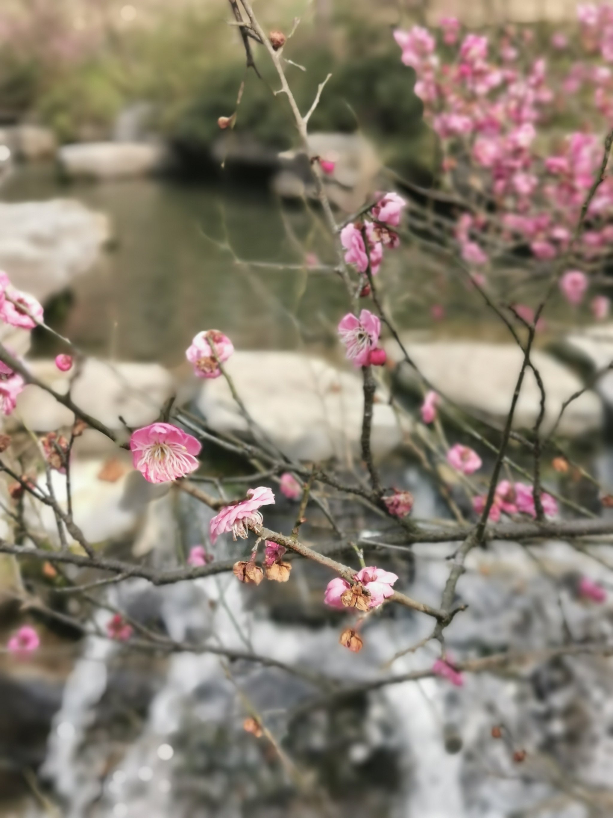 桃花在线观看视频桃花盛开，在线观看视频的美丽之旅-第1张图片