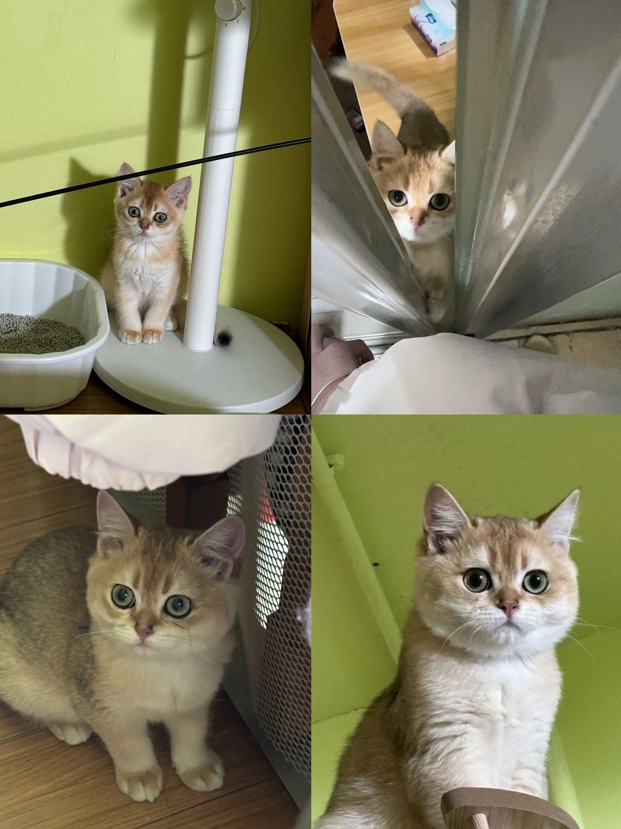 猫色综合网探索猫色综合网，一个充满乐趣与知识的在线平台