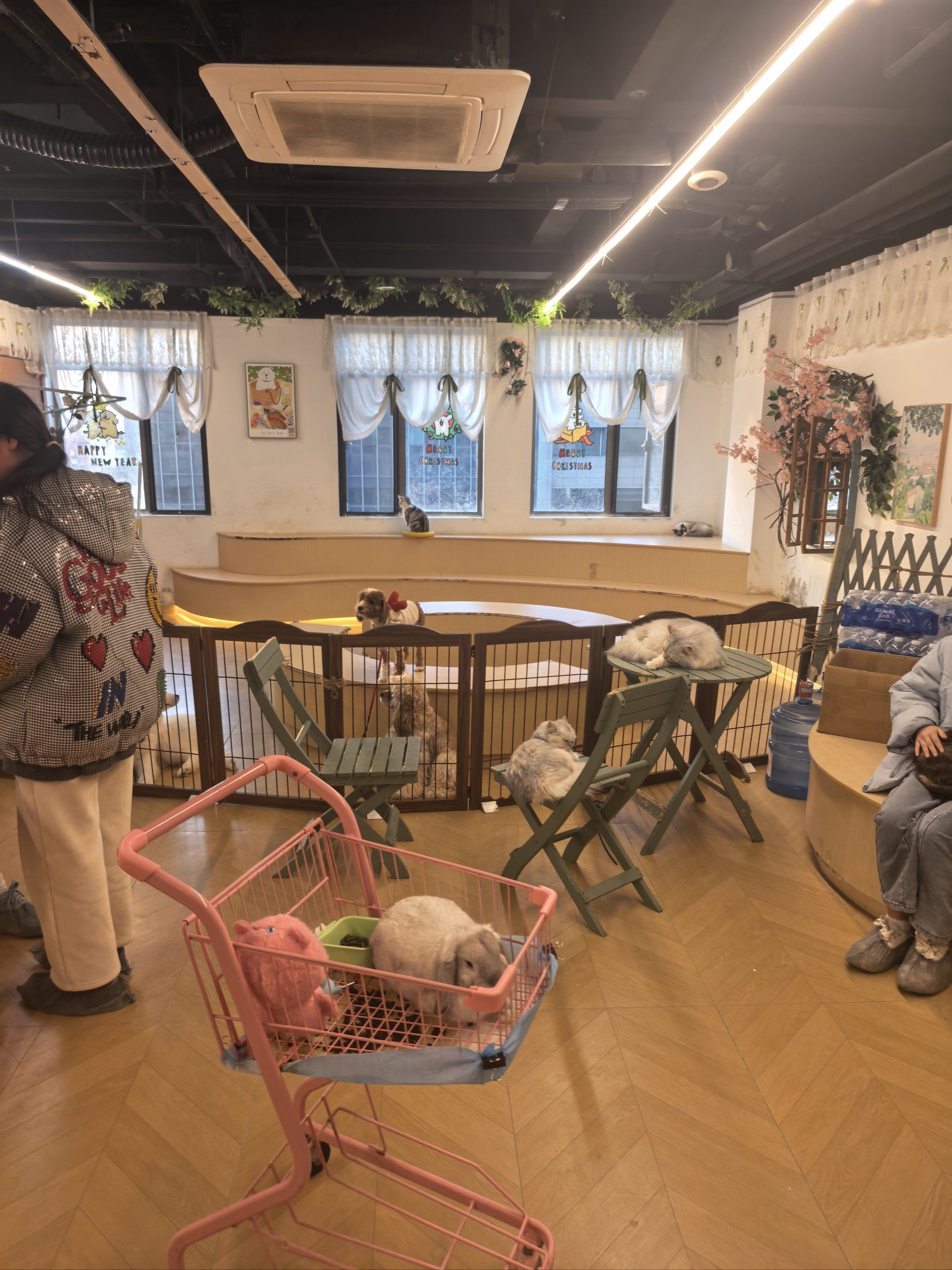 猫咪社区app在线网址探索猫咪社区App，一个线上互动的乐园-第1张图片
