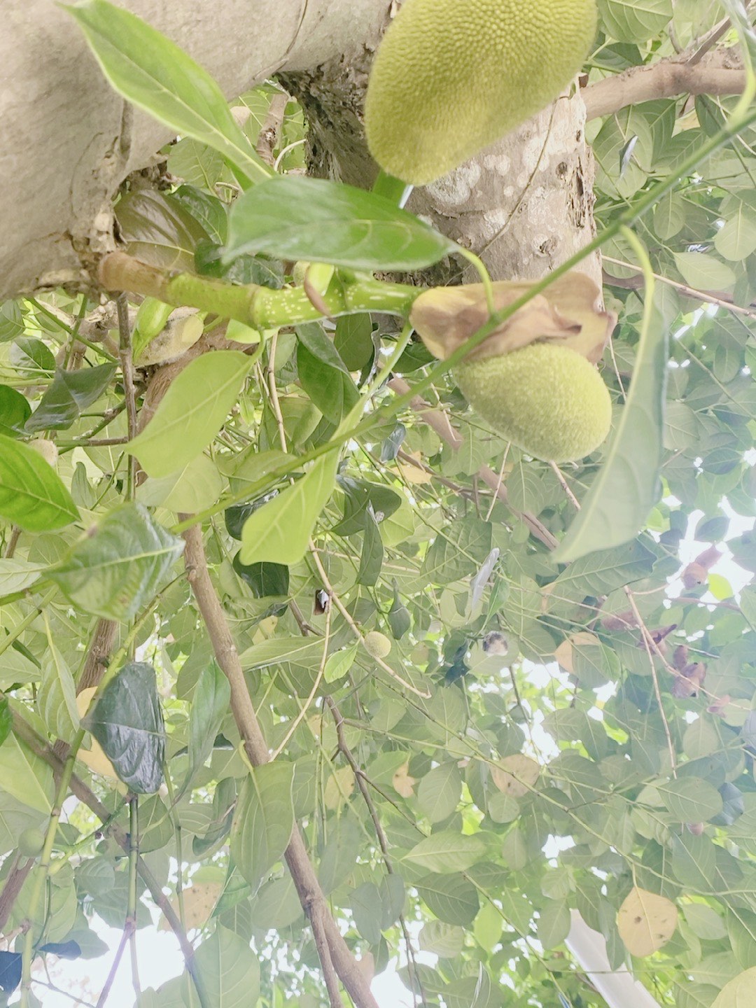 菠萝菠萝蜜视频在线观看完整菠萝菠萝蜜视频在线观看完整指南-第1张图片