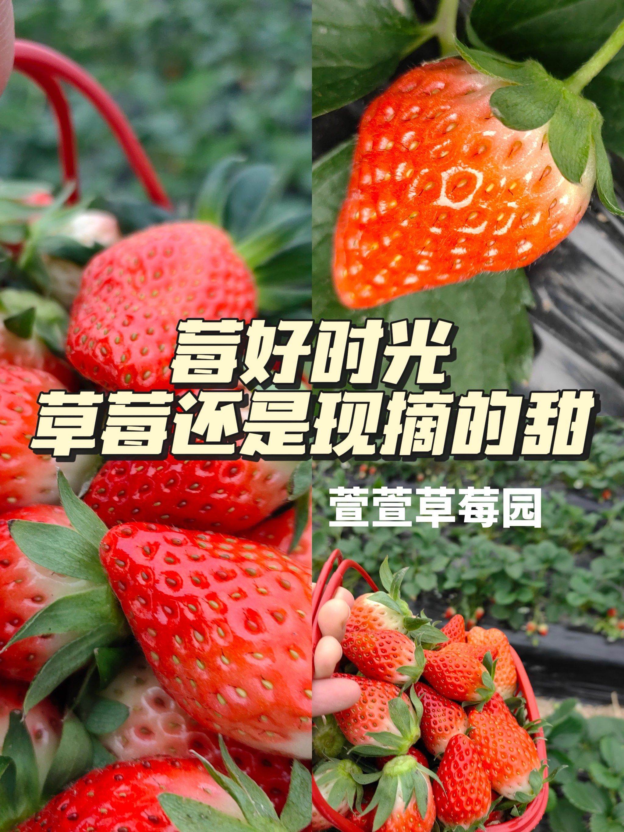 免费草莓视频网站放飞你自己在线永久免费观看草莓视频的精彩世界-第3张图片