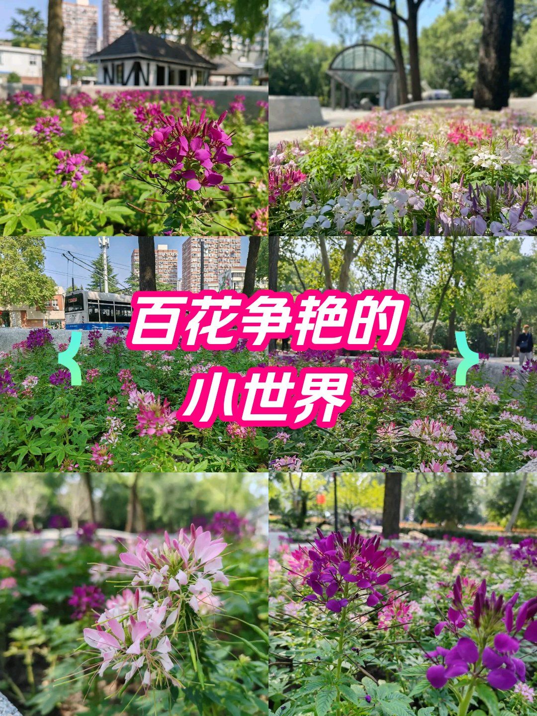 新花蝴蝶，绽放的美丽与力量-第2张图片
