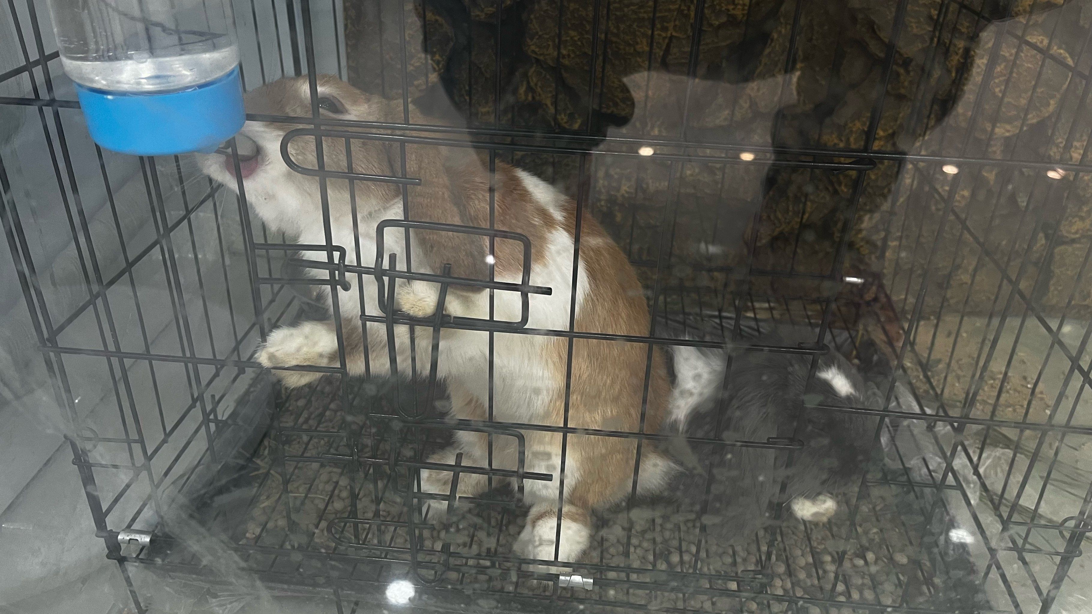 狗狗陪伴的温馨时光——一次难忘的互动经历